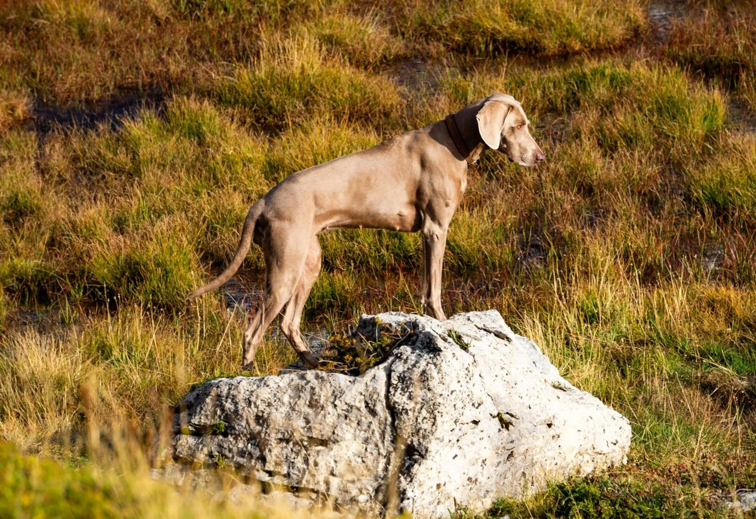Natural landscape in Ospizio La Veduta