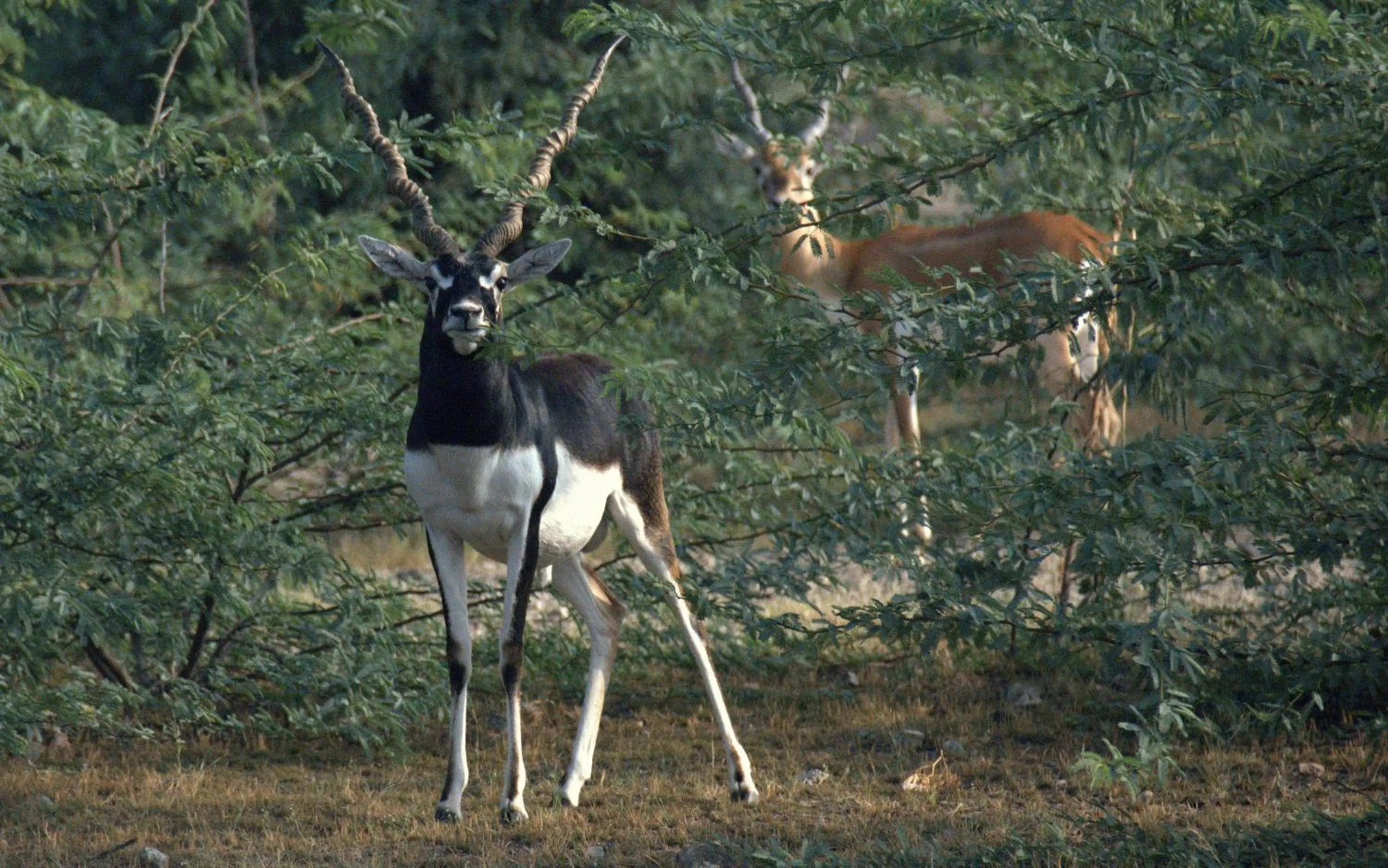 Nearby landmark in Chhotaram Prajapat Home Stay