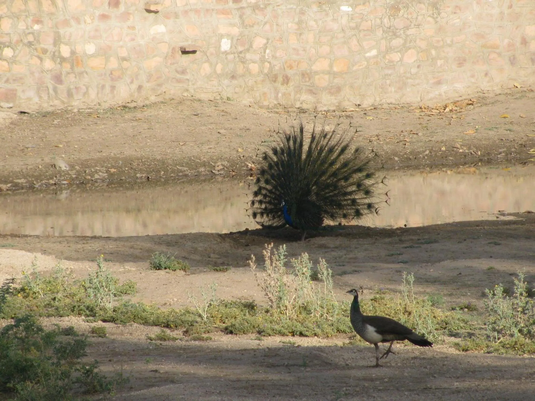 Pets in Chhotaram Prajapat Home Stay