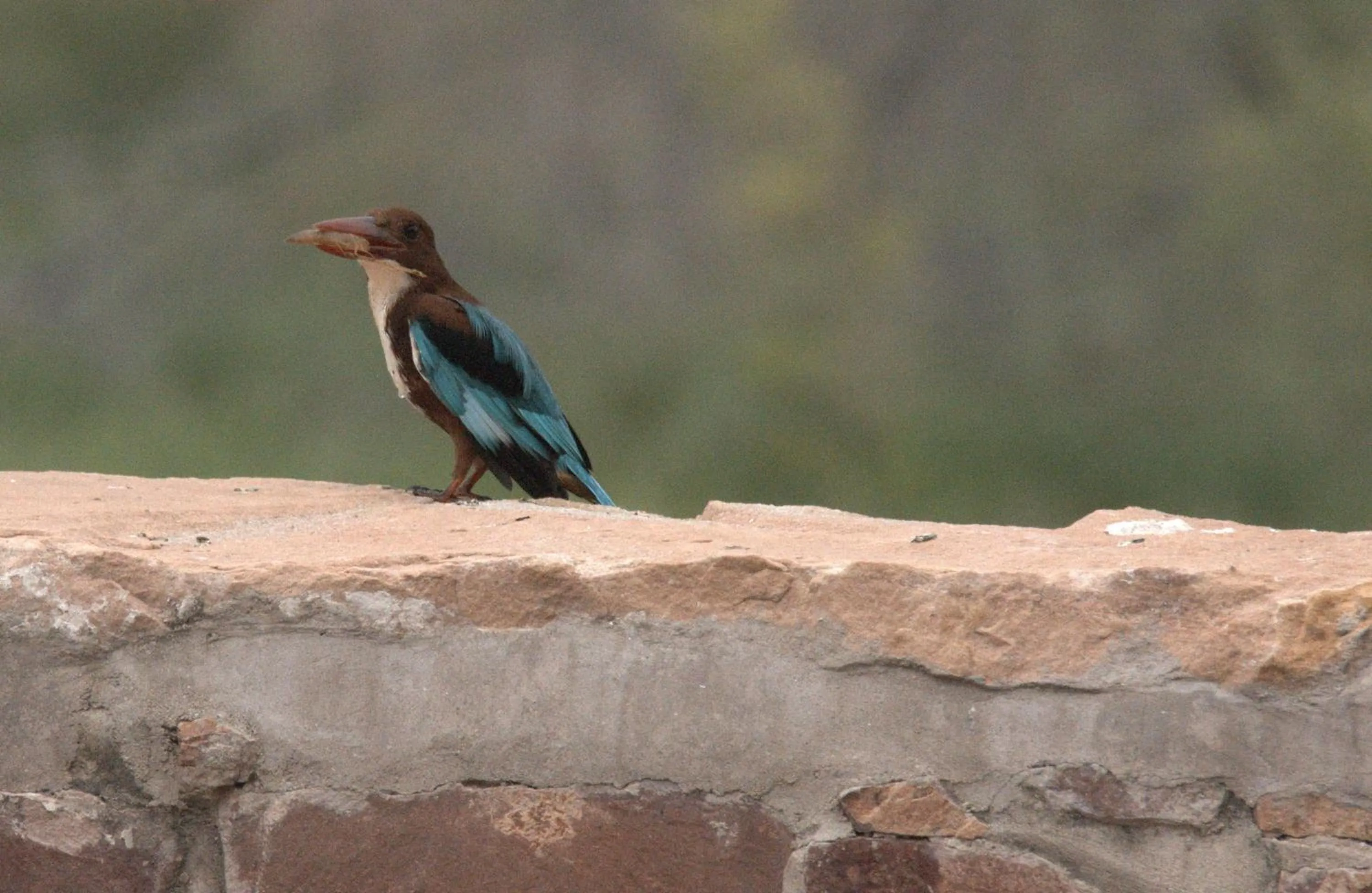 Nearby landmark in Chhotaram Prajapat Home Stay