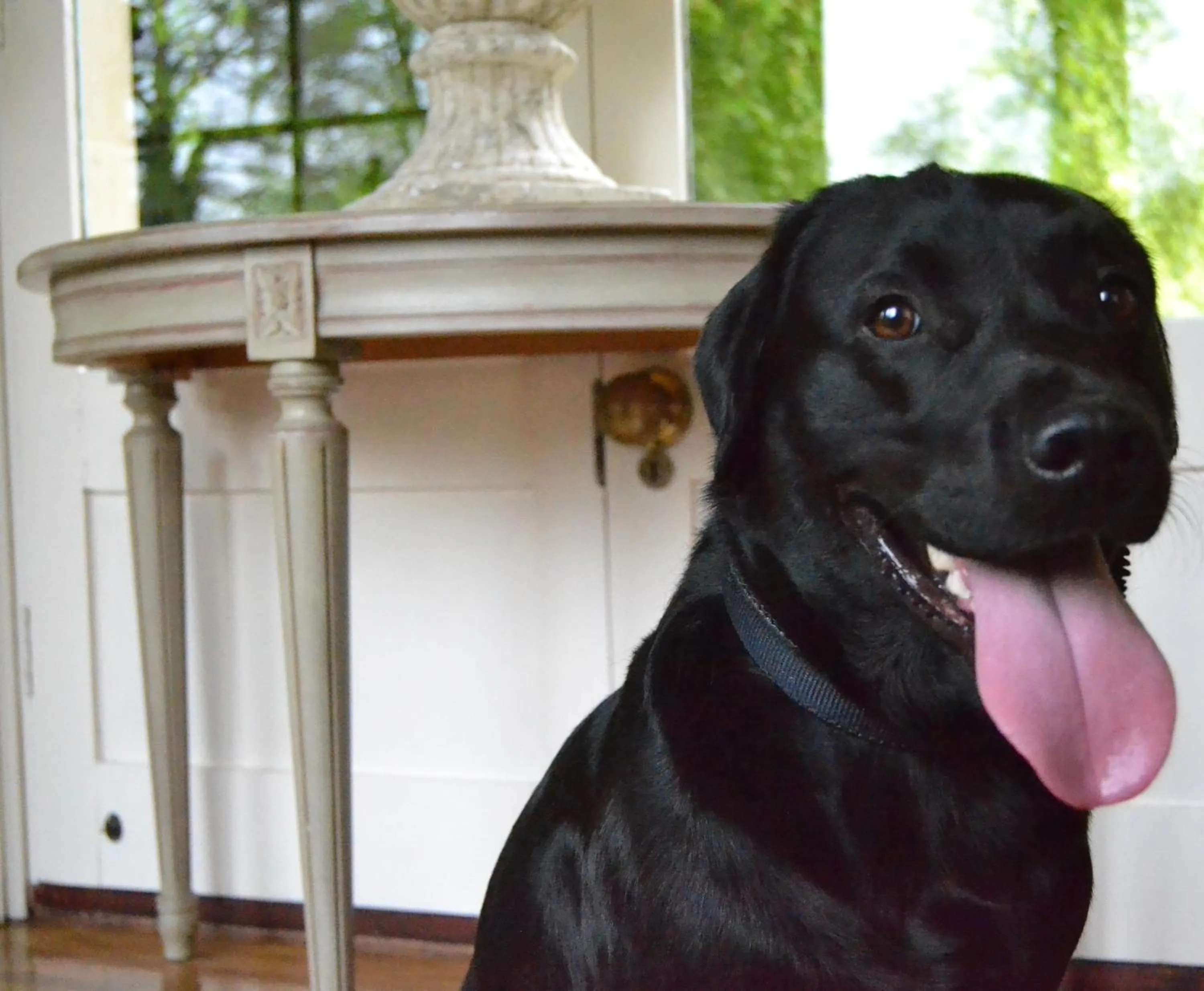 Pets in Beechfield House