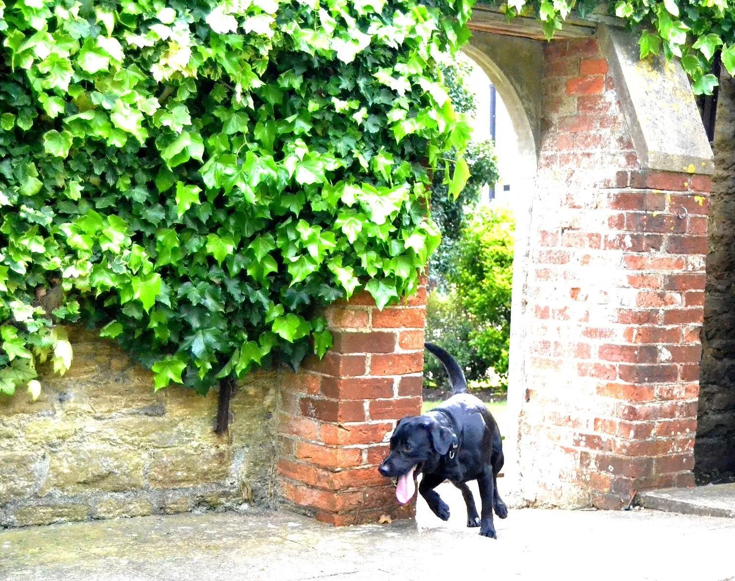 Pets in Beechfield House