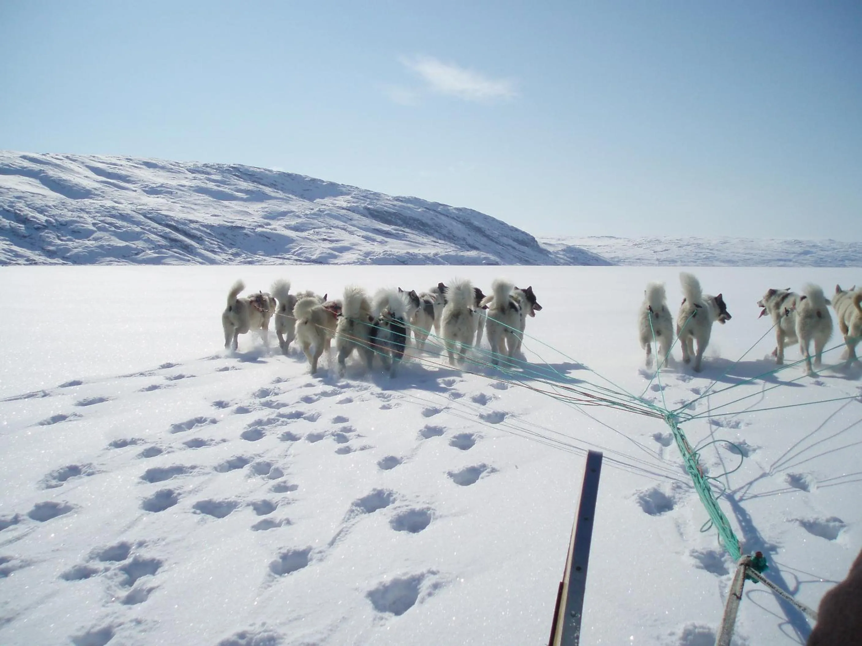 Animals in Hotel Icefiord