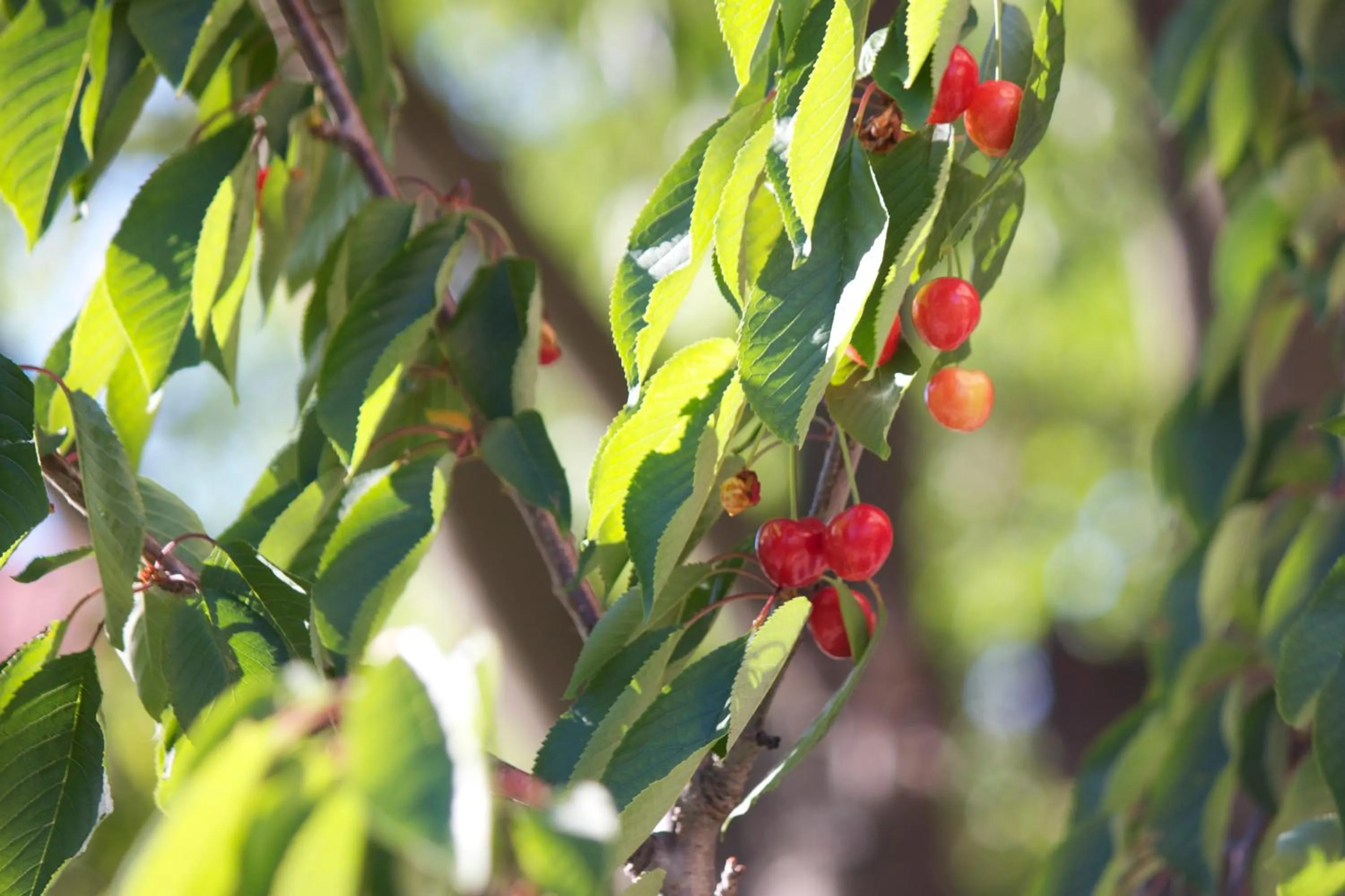 Garden in Hotel Viking