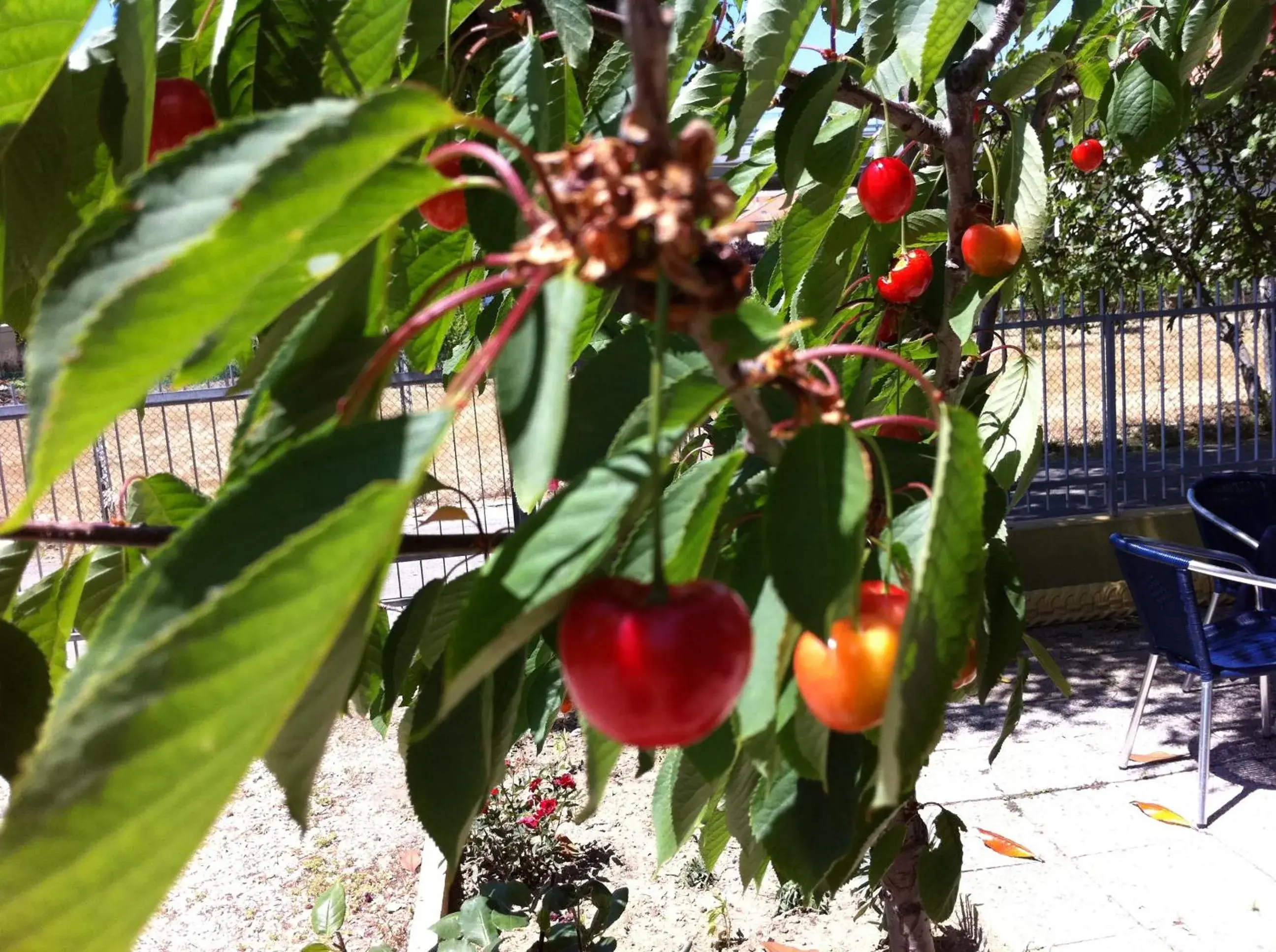 Garden in Hotel Viking