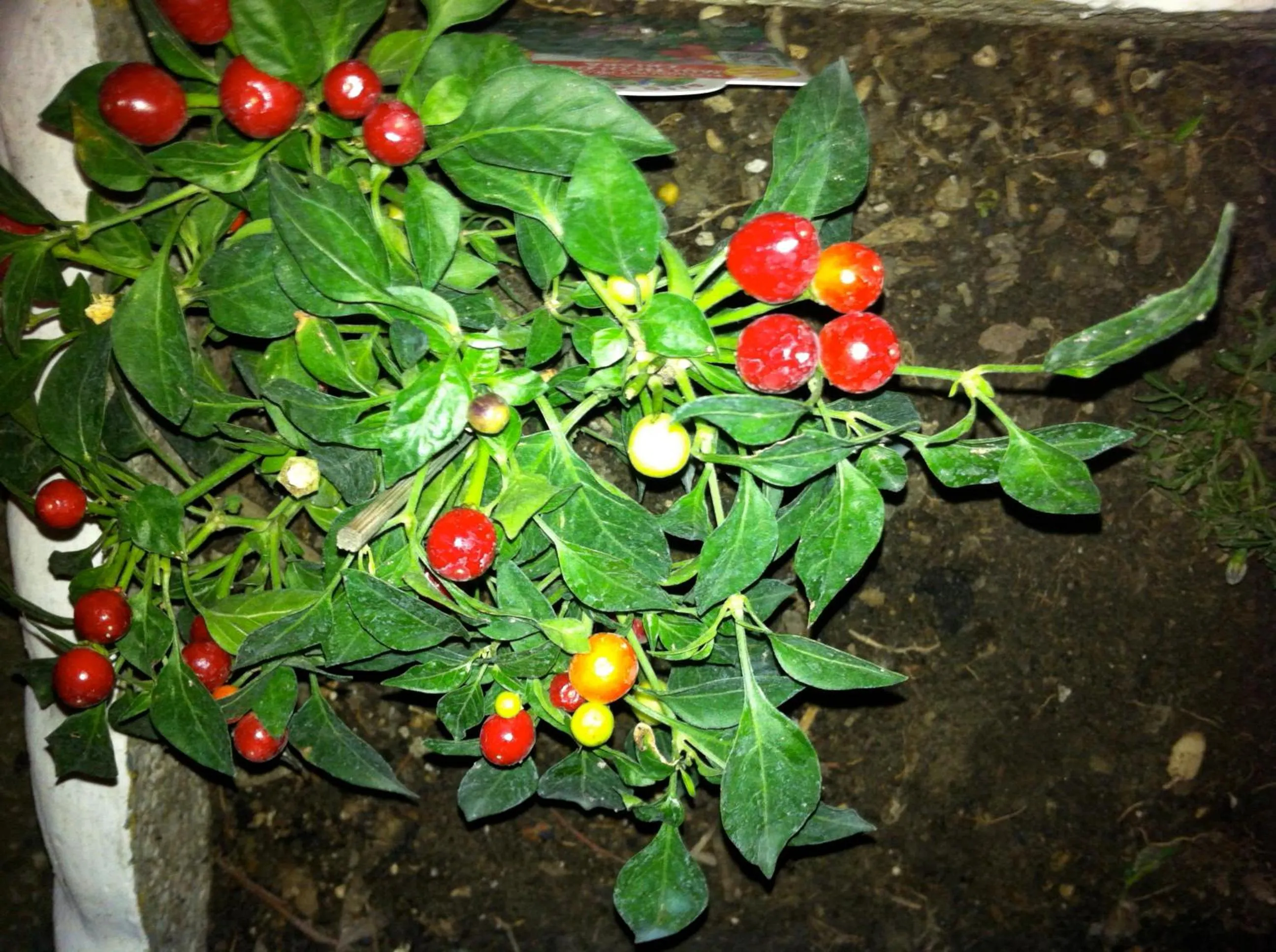 Garden in Hotel Viking