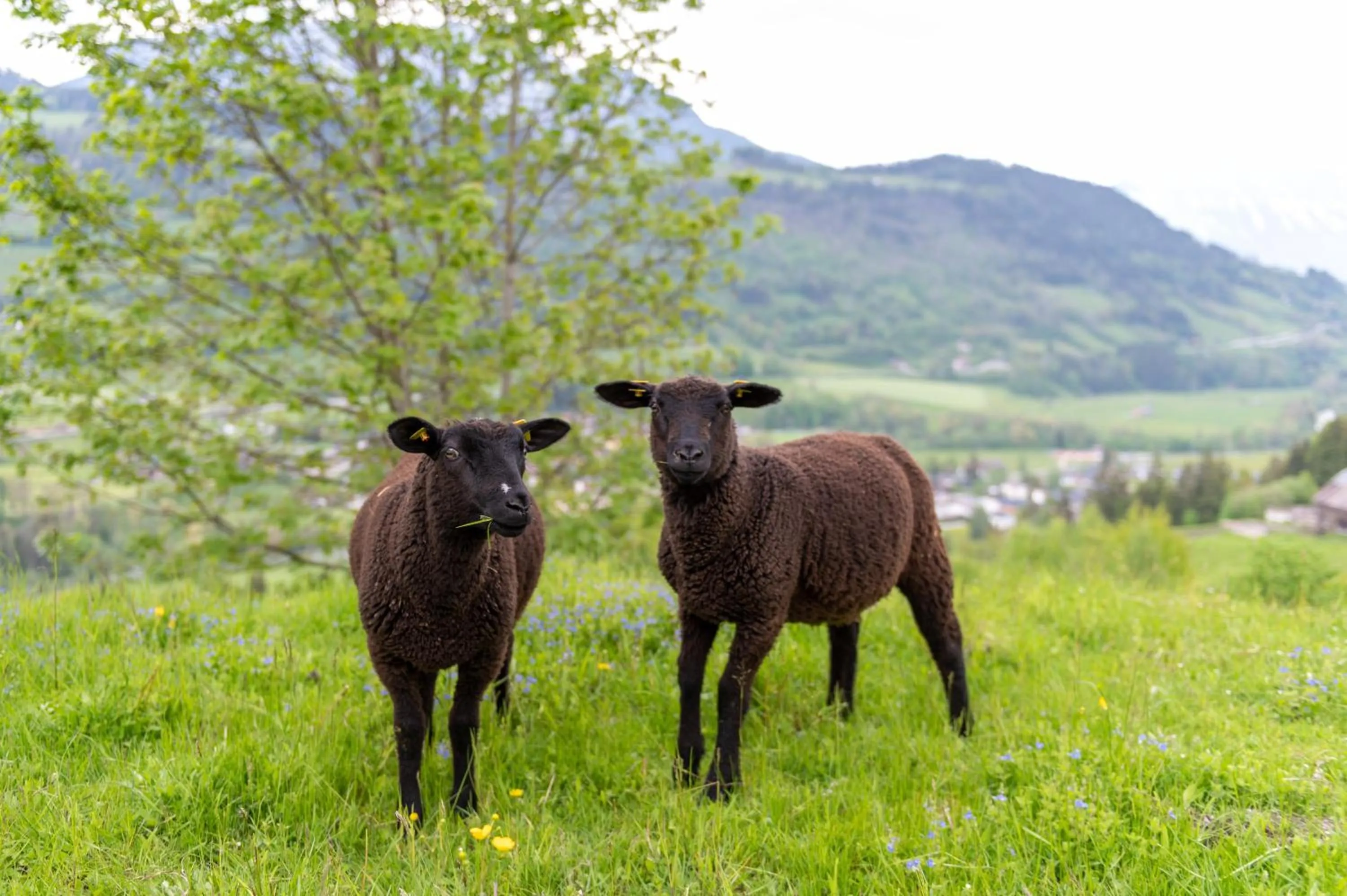 Garden in Panoramahotel Stocker