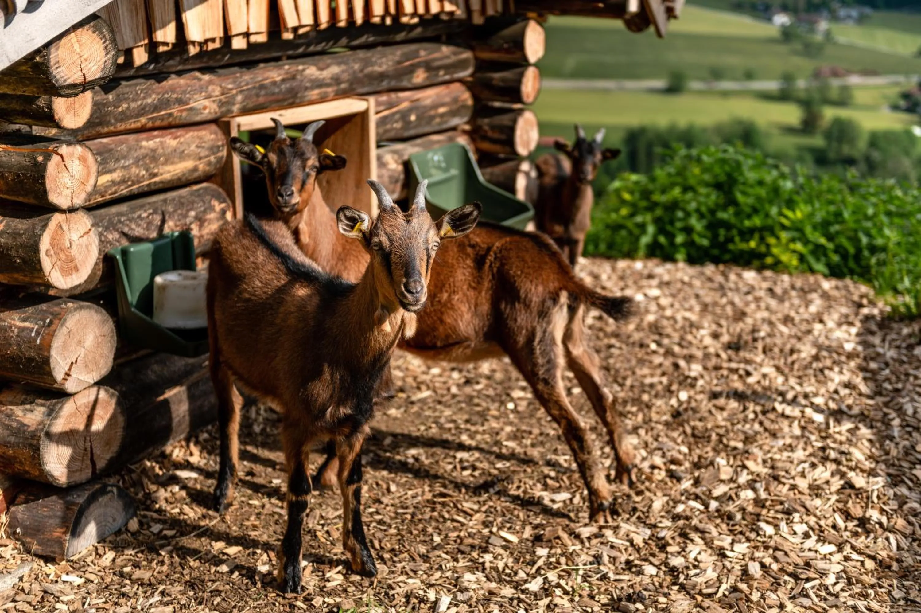 Garden in Panoramahotel Stocker