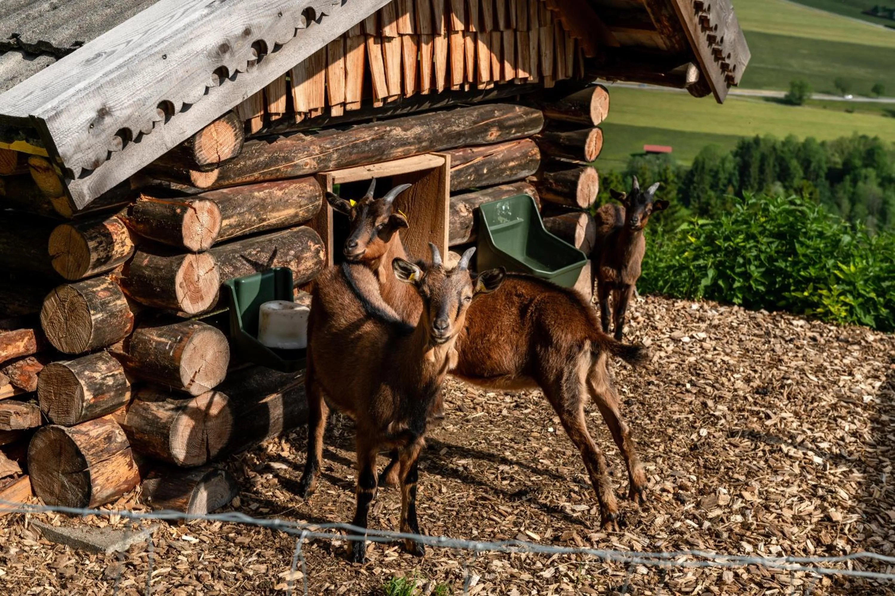 Day in Panoramahotel Stocker