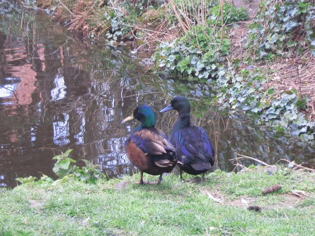 Animals in B&B Ter Castaigne