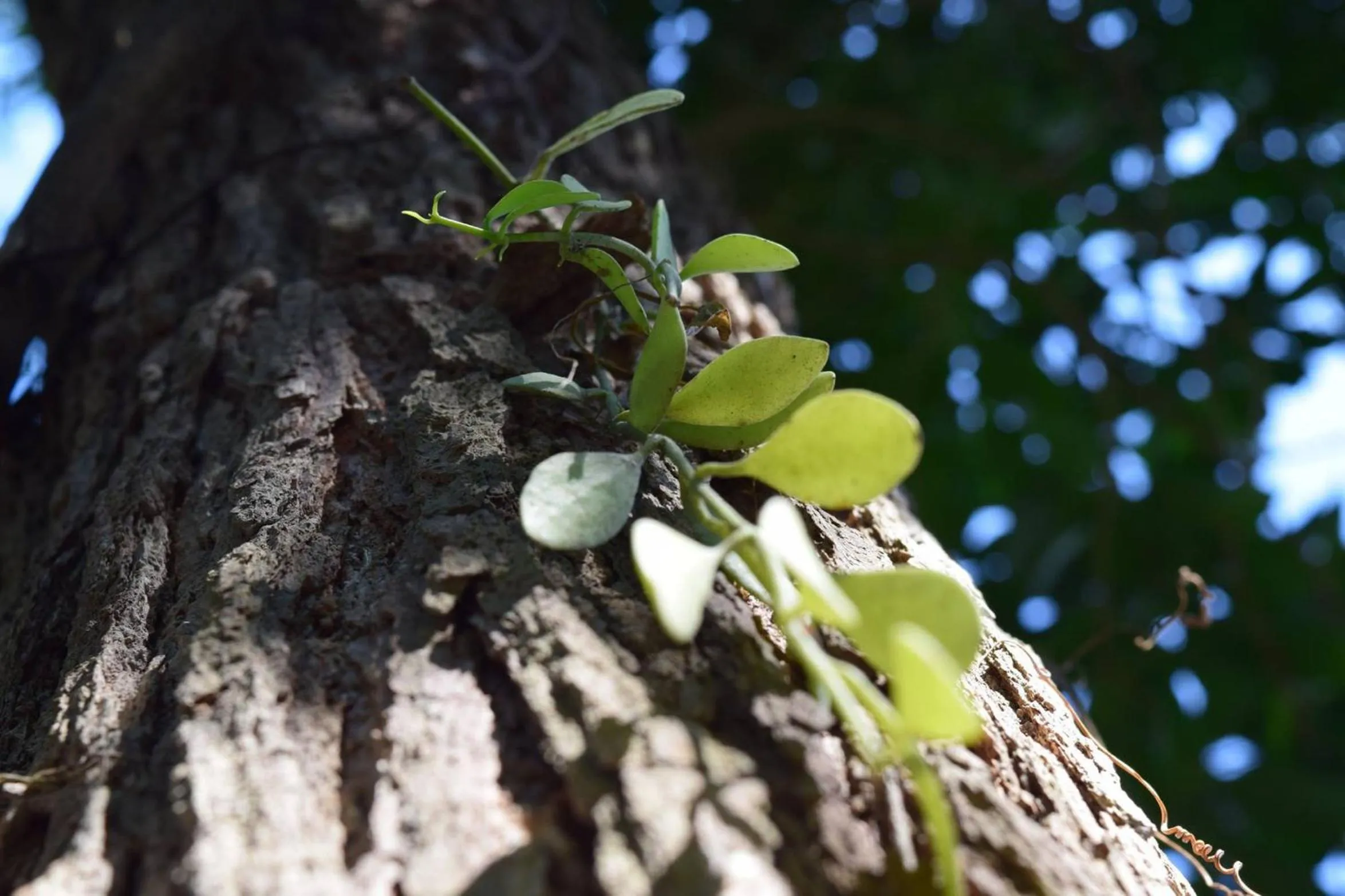 Natural landscape in Railay Garden View Resort