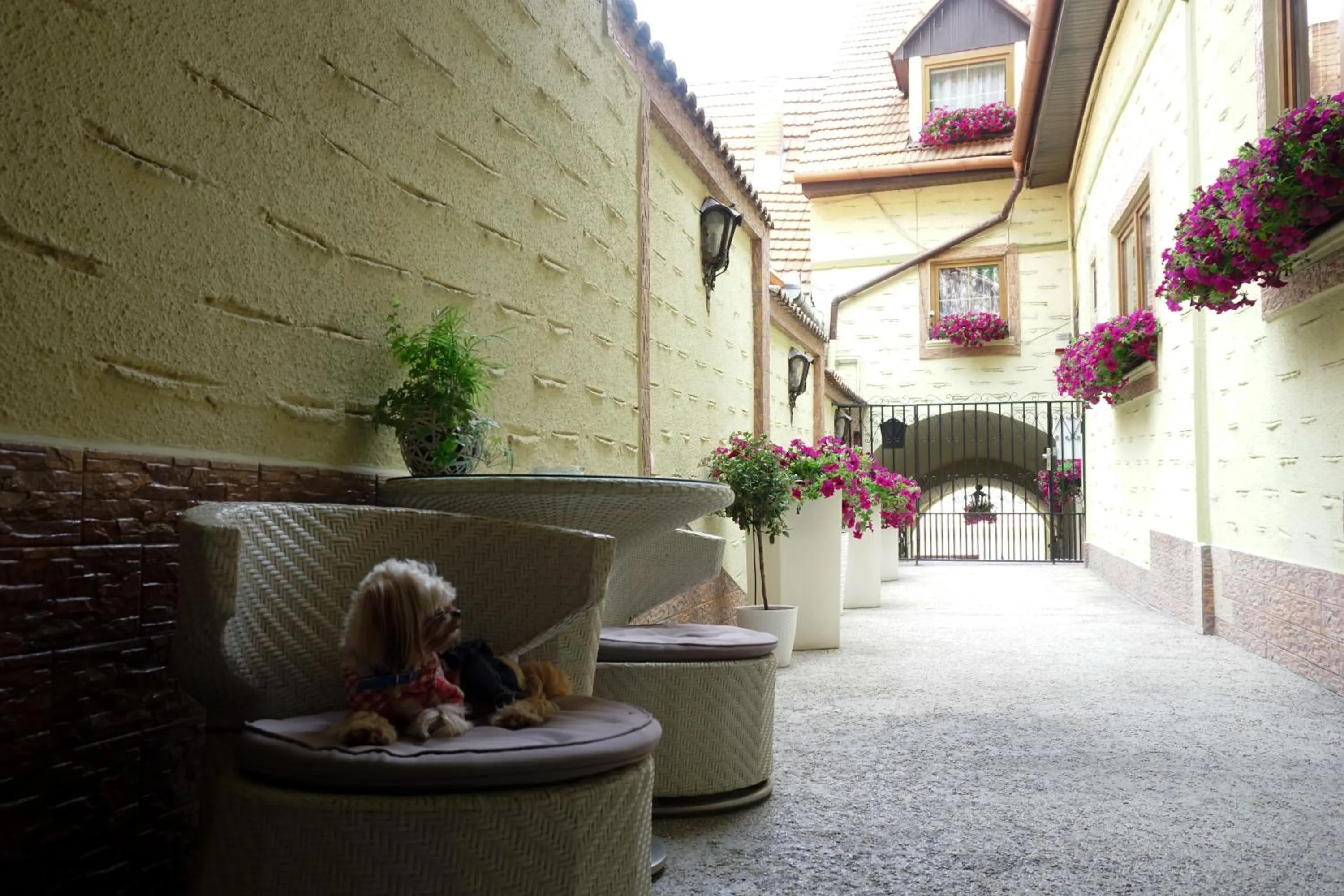 Balcony/Terrace in Hotel Claudiu