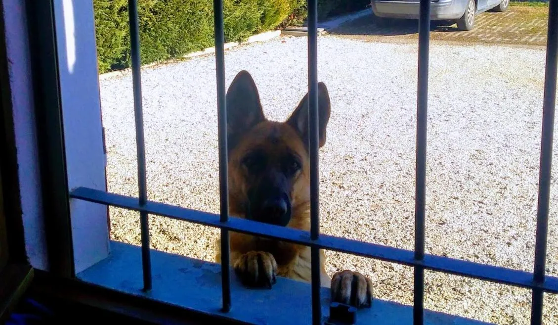 Pets in La Fossetta B&B