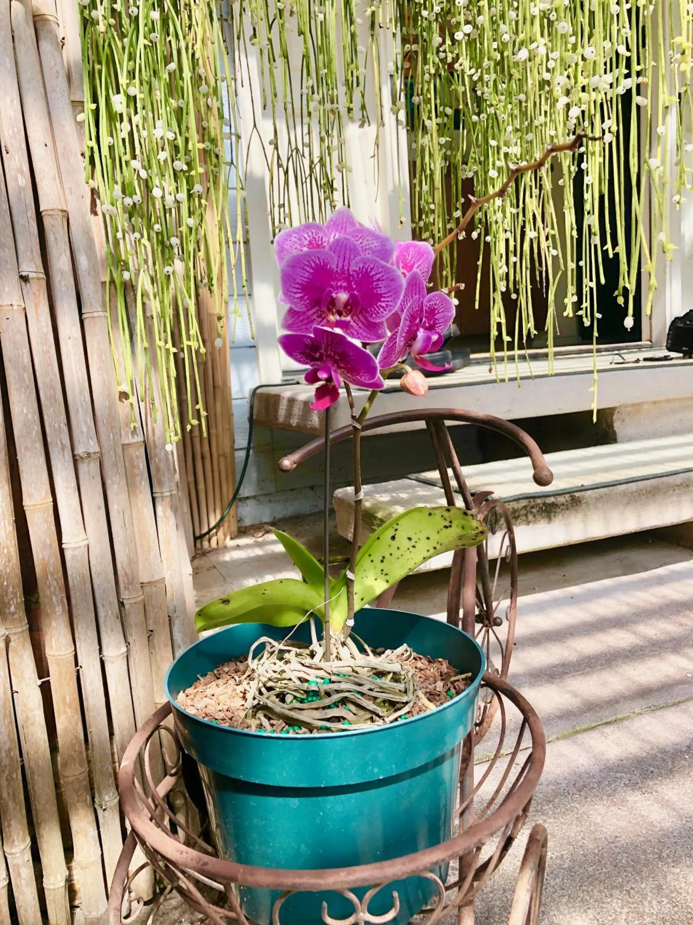 Patio in The Great Kona Escape