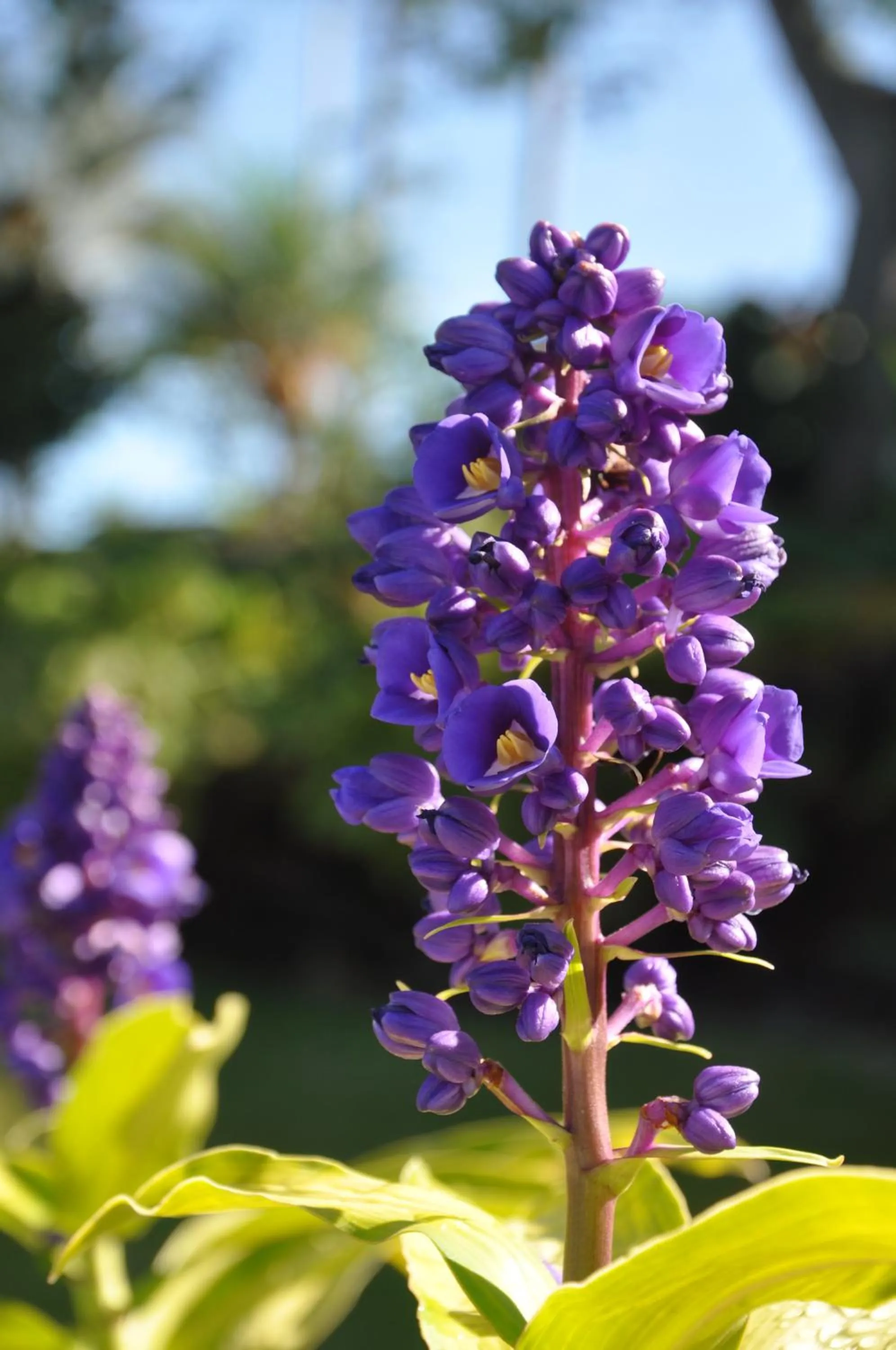 View (from property/room) in The Great Kona Escape