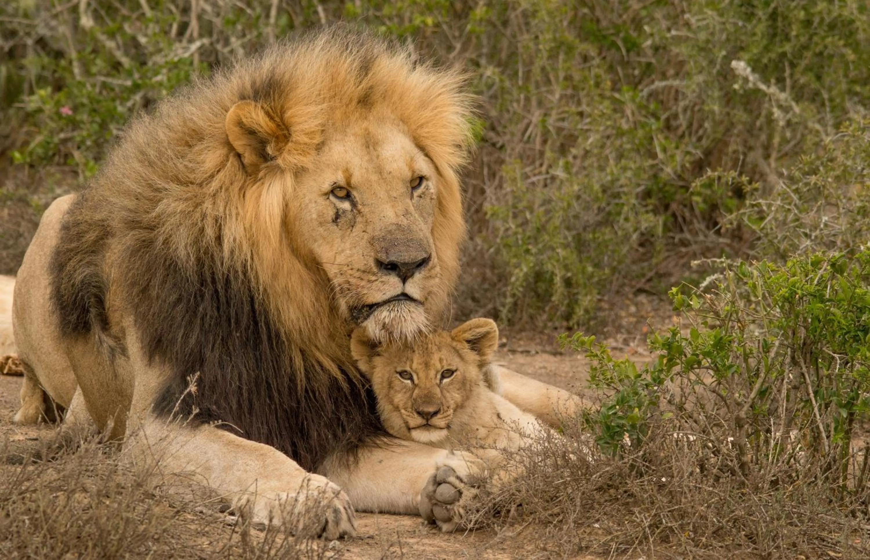 Natural landscape in Kwandwe Private Game Reserve - Great Fish River Lodge