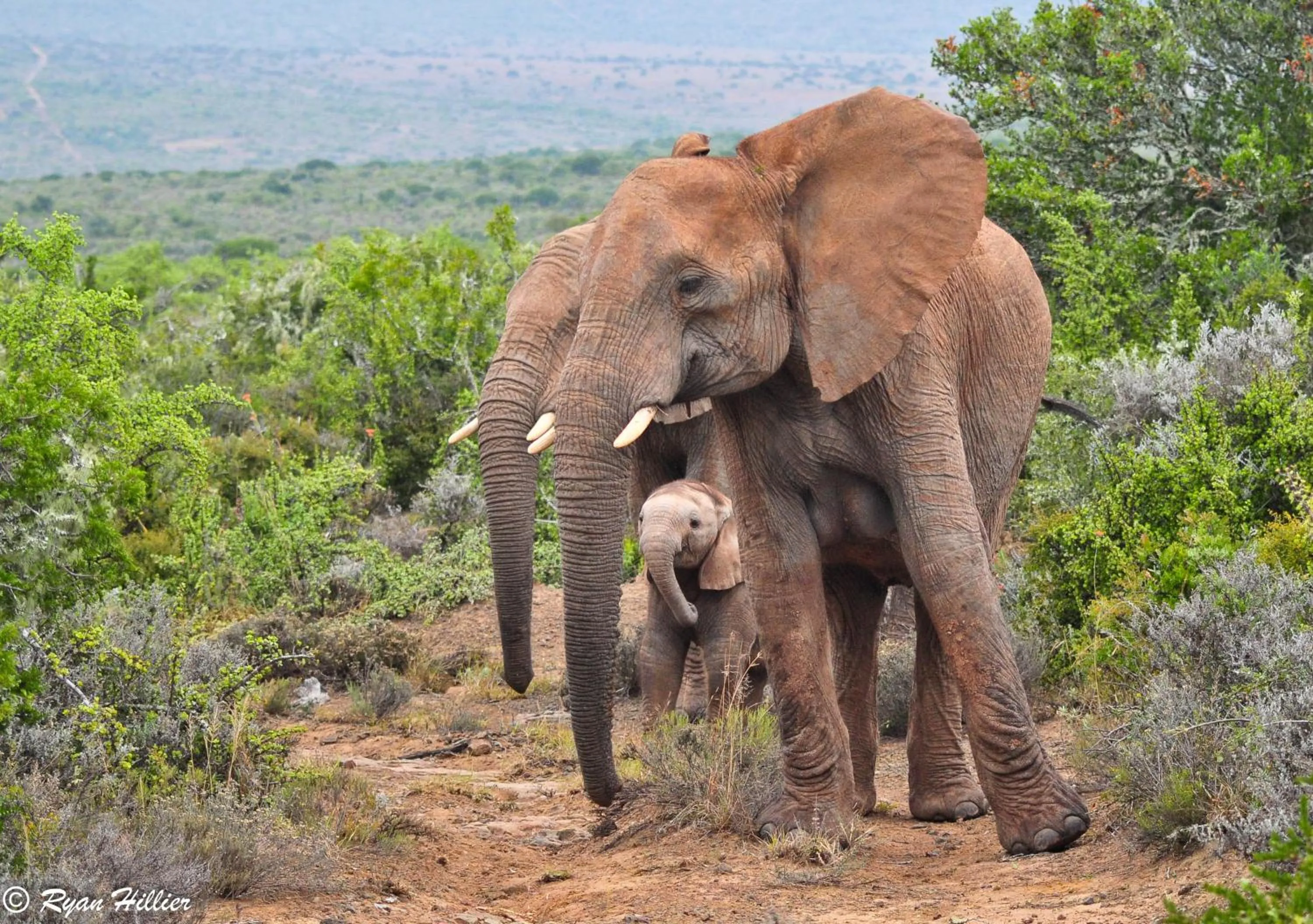 Natural landscape in Kwandwe Private Game Reserve - Great Fish River Lodge