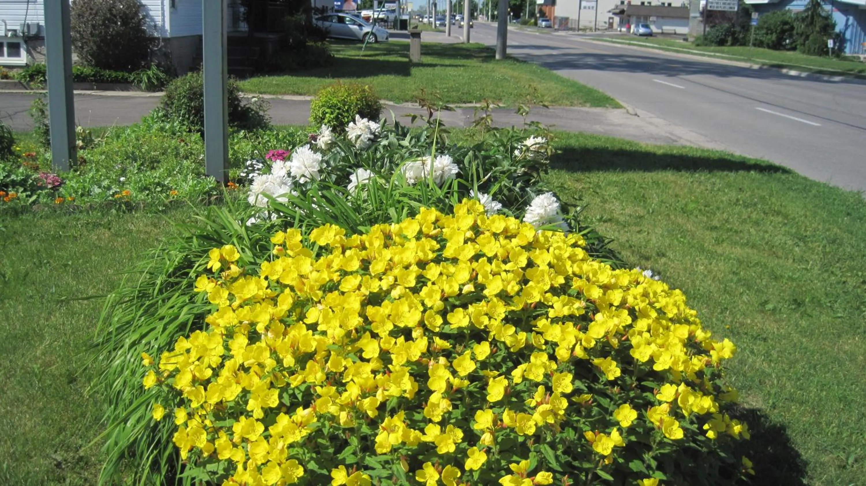 Garden in Rosecourt Motel
