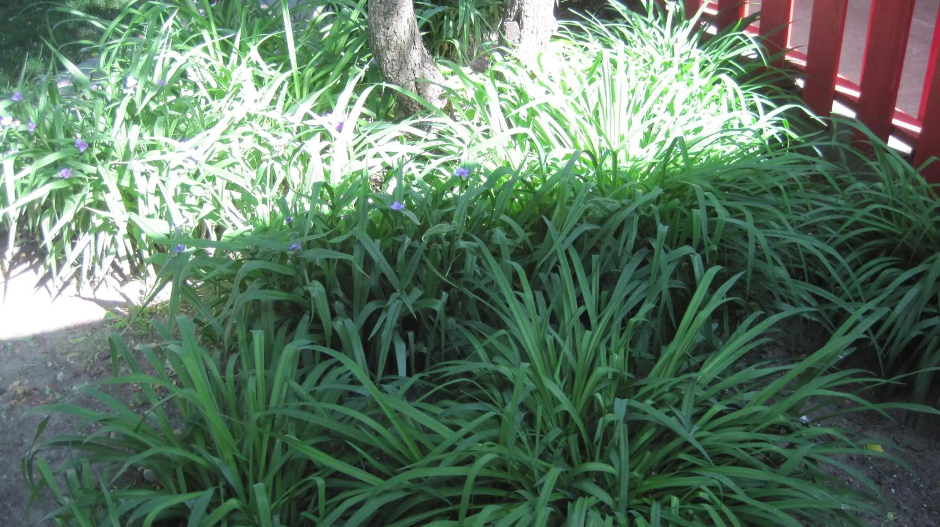 Garden in Rosecourt Motel