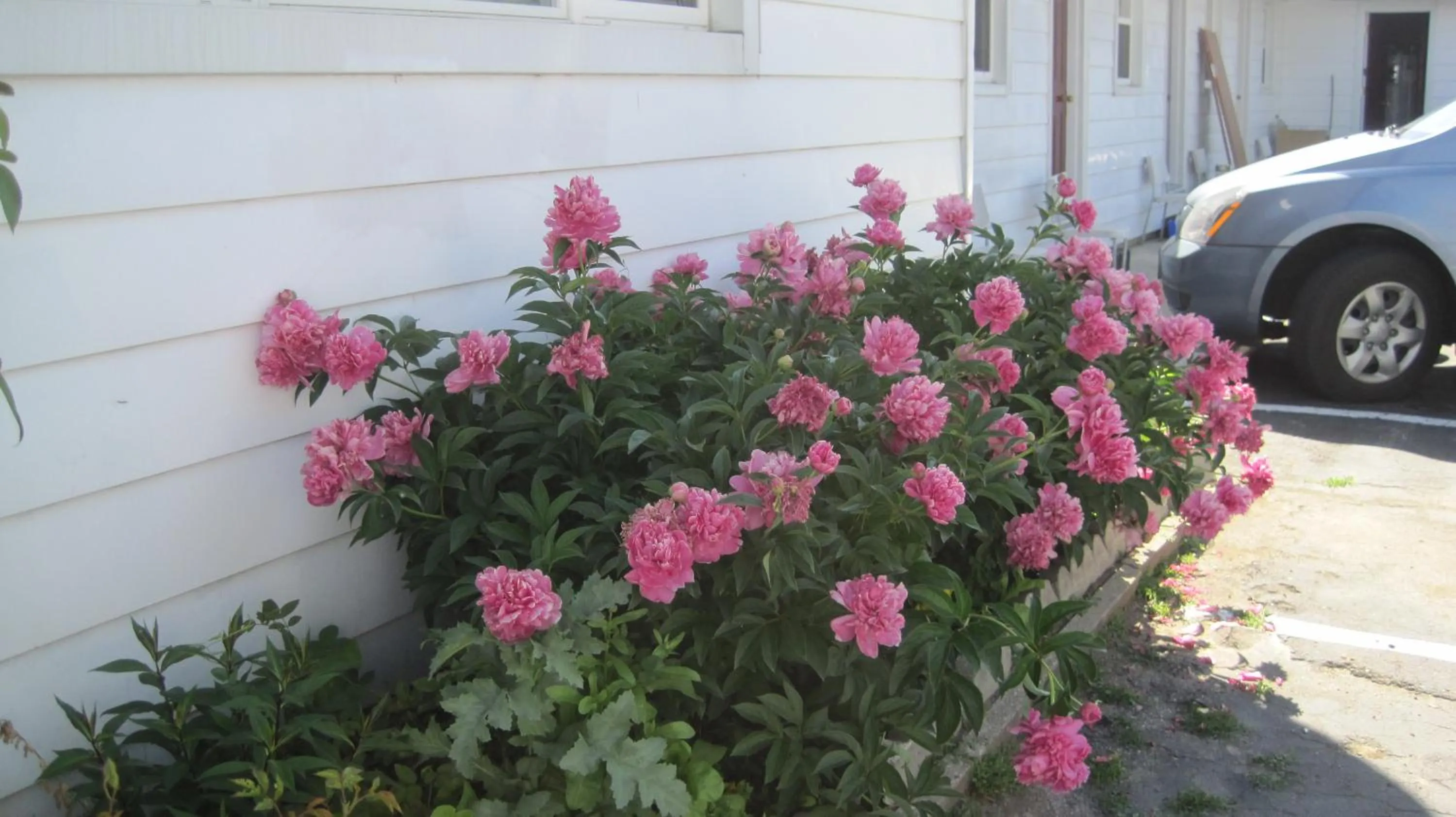 Garden in Rosecourt Motel