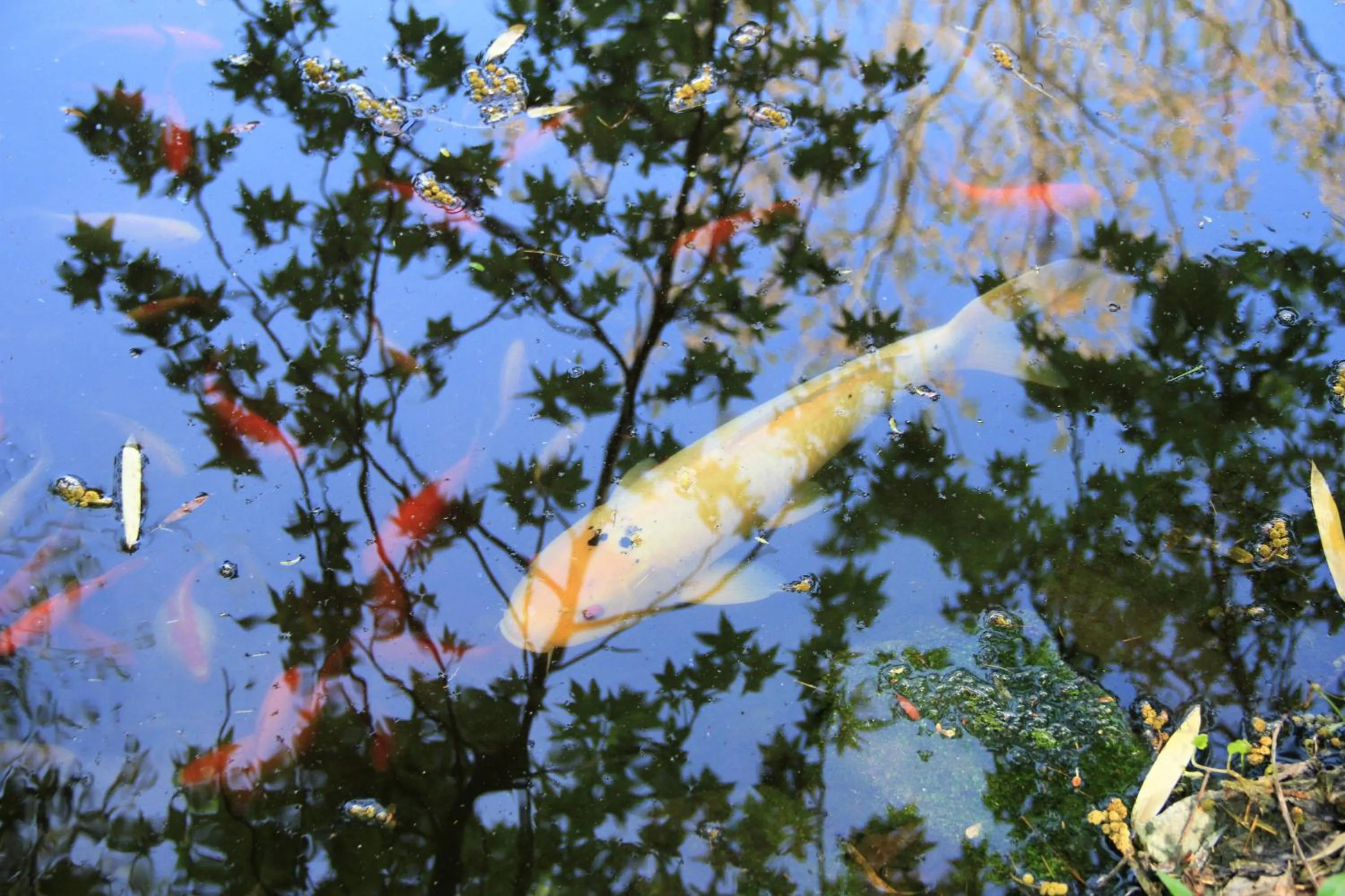 Garden in Le Mas De La Cigale Bleue, Caumont Sur Durance