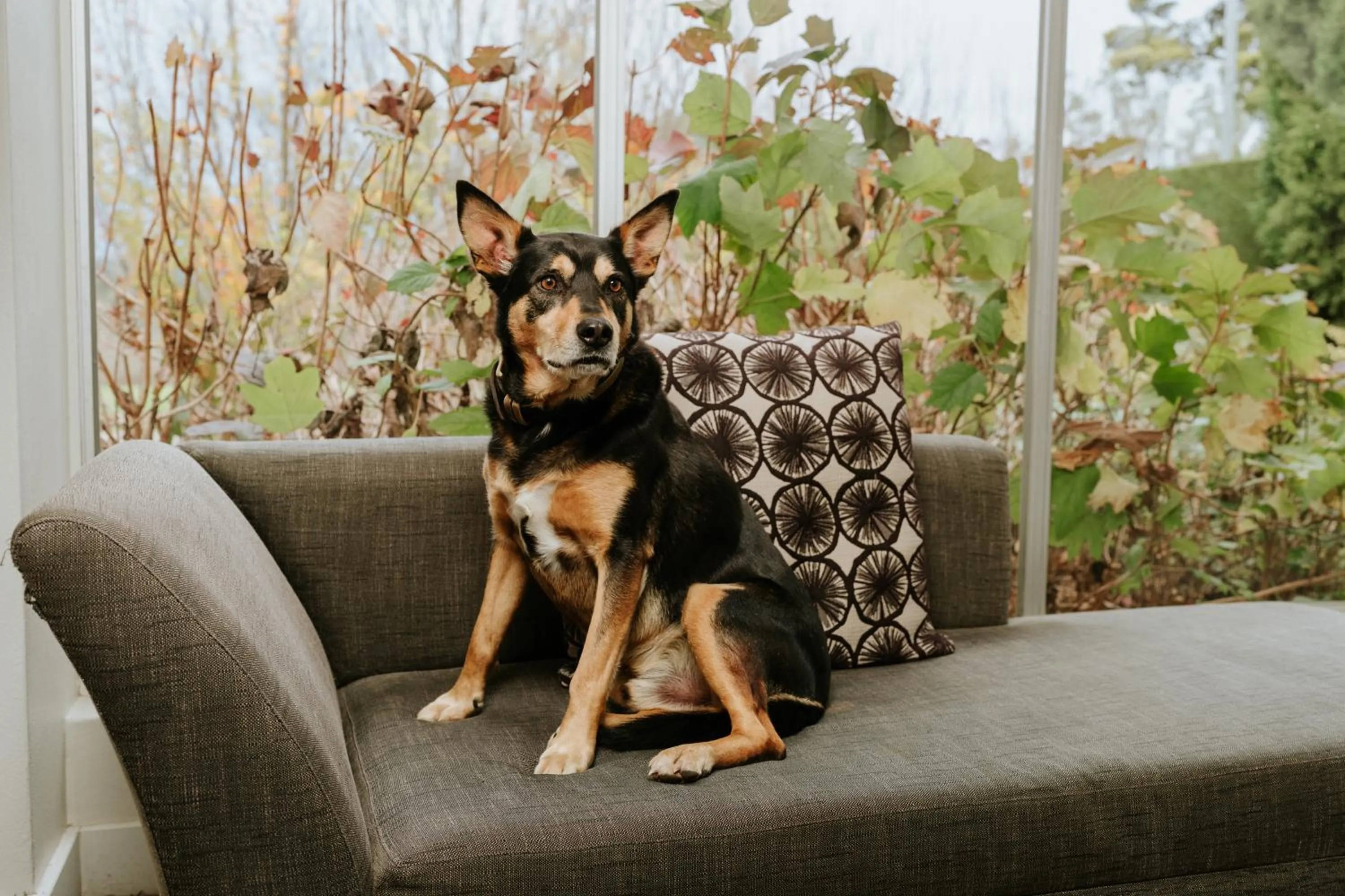 Pets in Peppers Craigieburn Resort