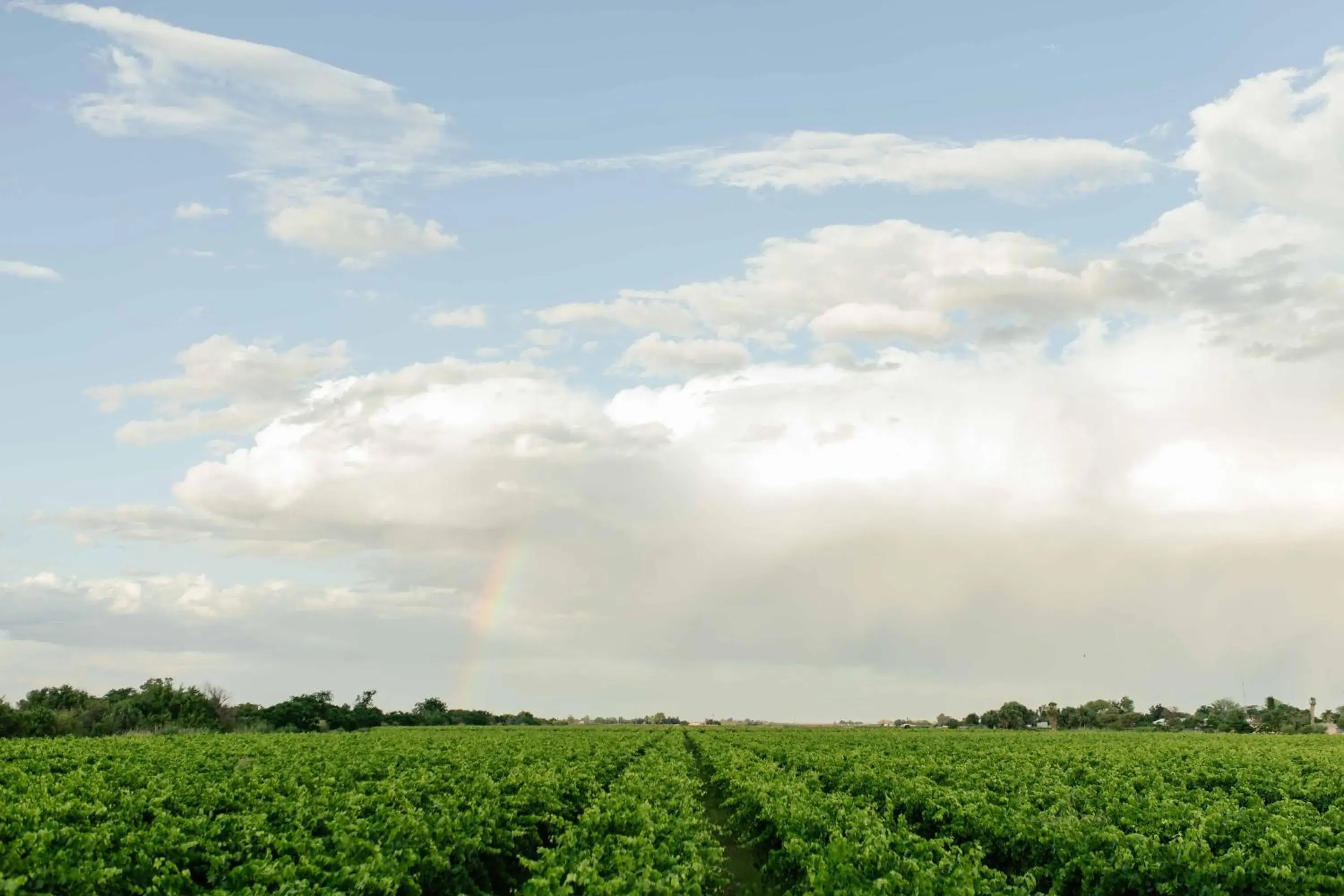View (from property/room) in Upington African Vineyard Boutique Hotel & SPA View (from property/room) in Upington African Vineyard Boutique Hotel & SPA