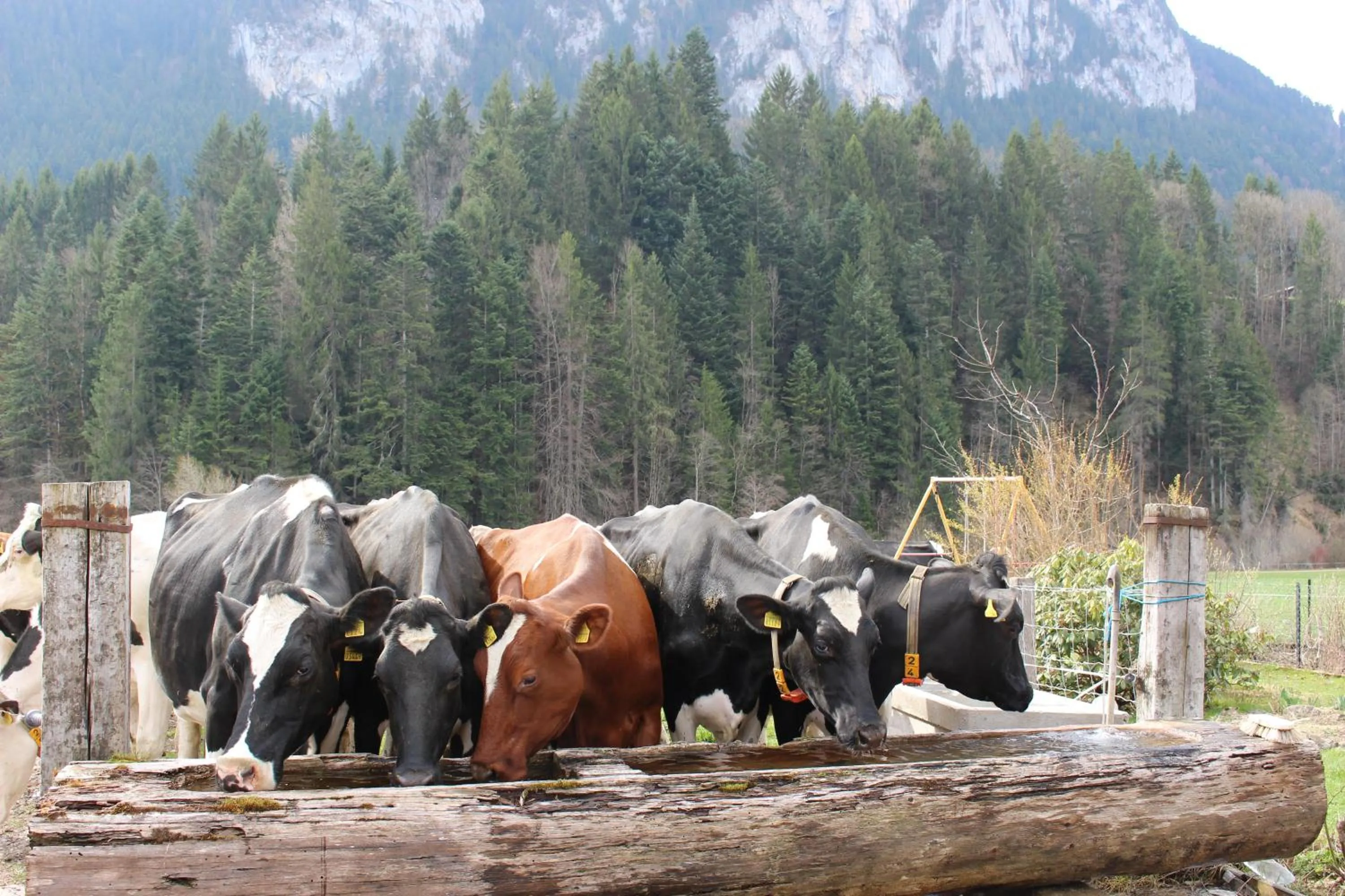 Animals in B&B Le Berceau