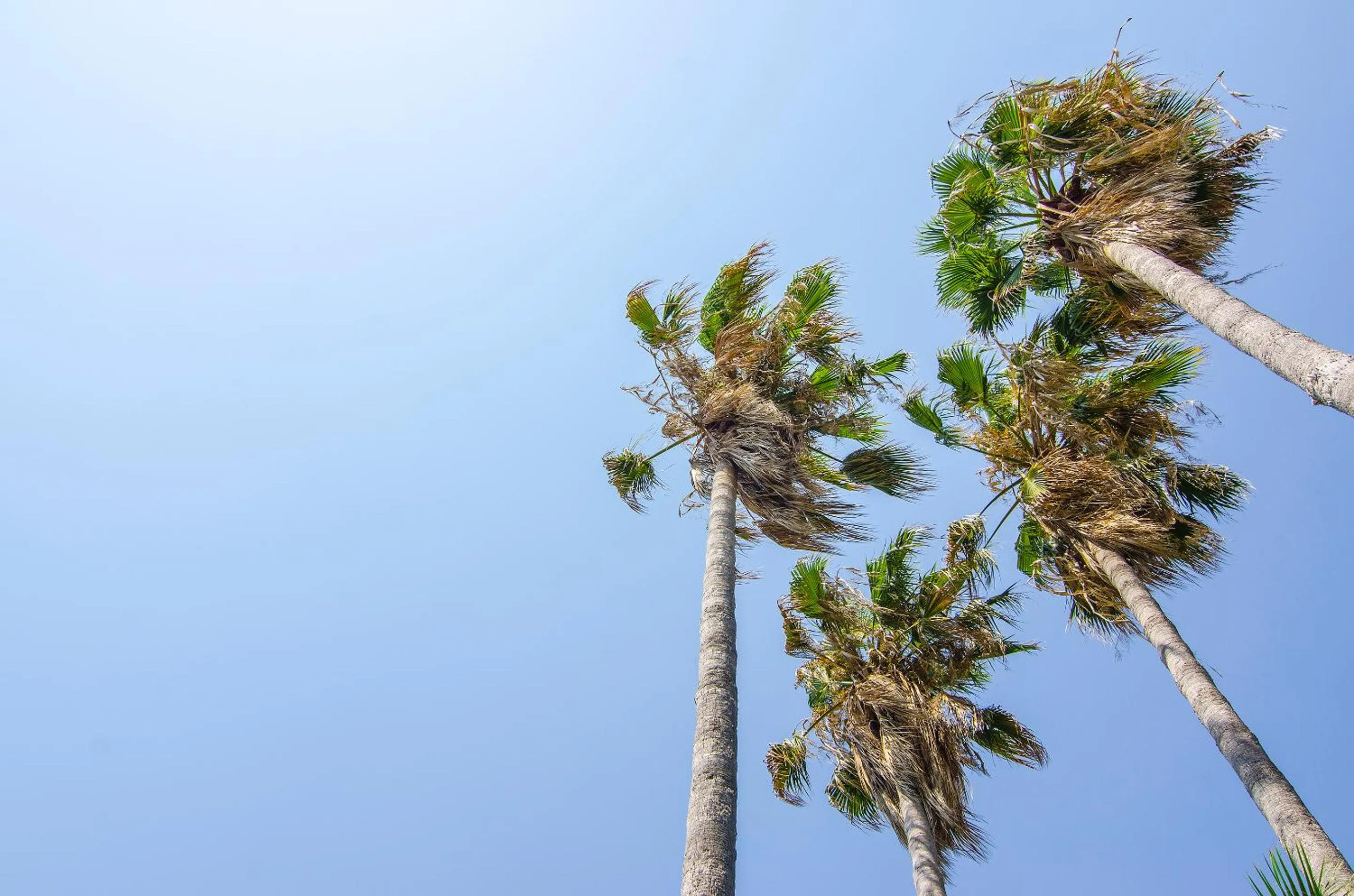 Garden in Atlantique Holiday Club