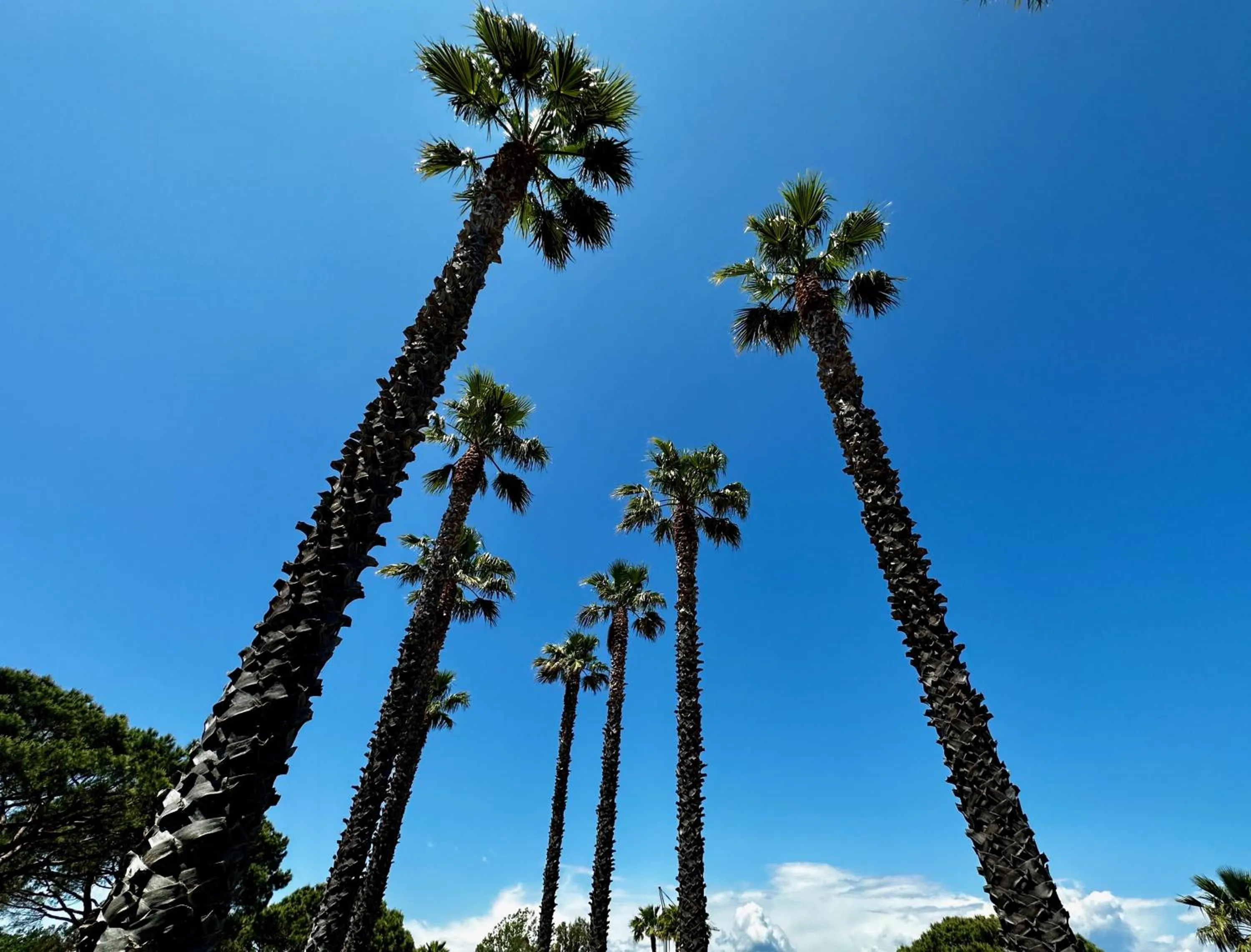 Garden in Hotel La Romarine