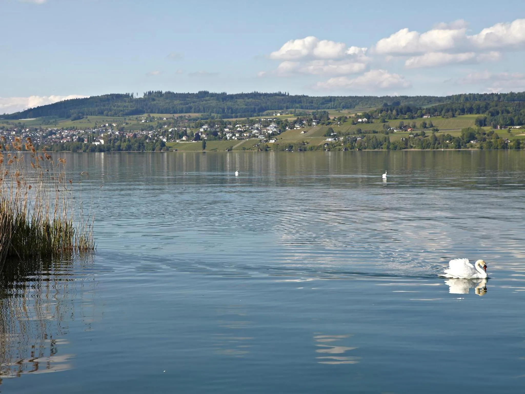 Natural landscape in Hotel-Restaurant-Schifflände