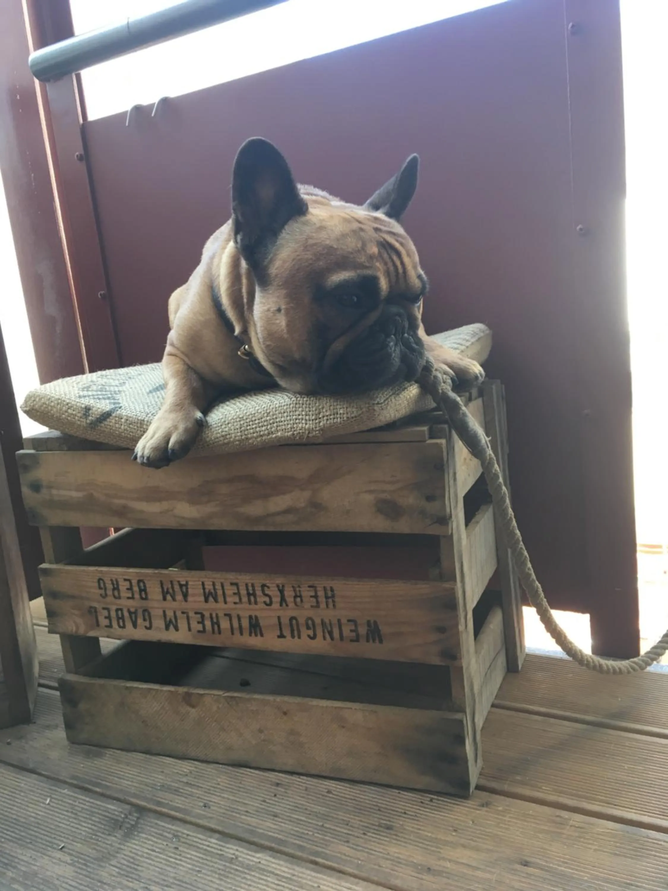 Pets in Seemannsheim Hostel Flensburg