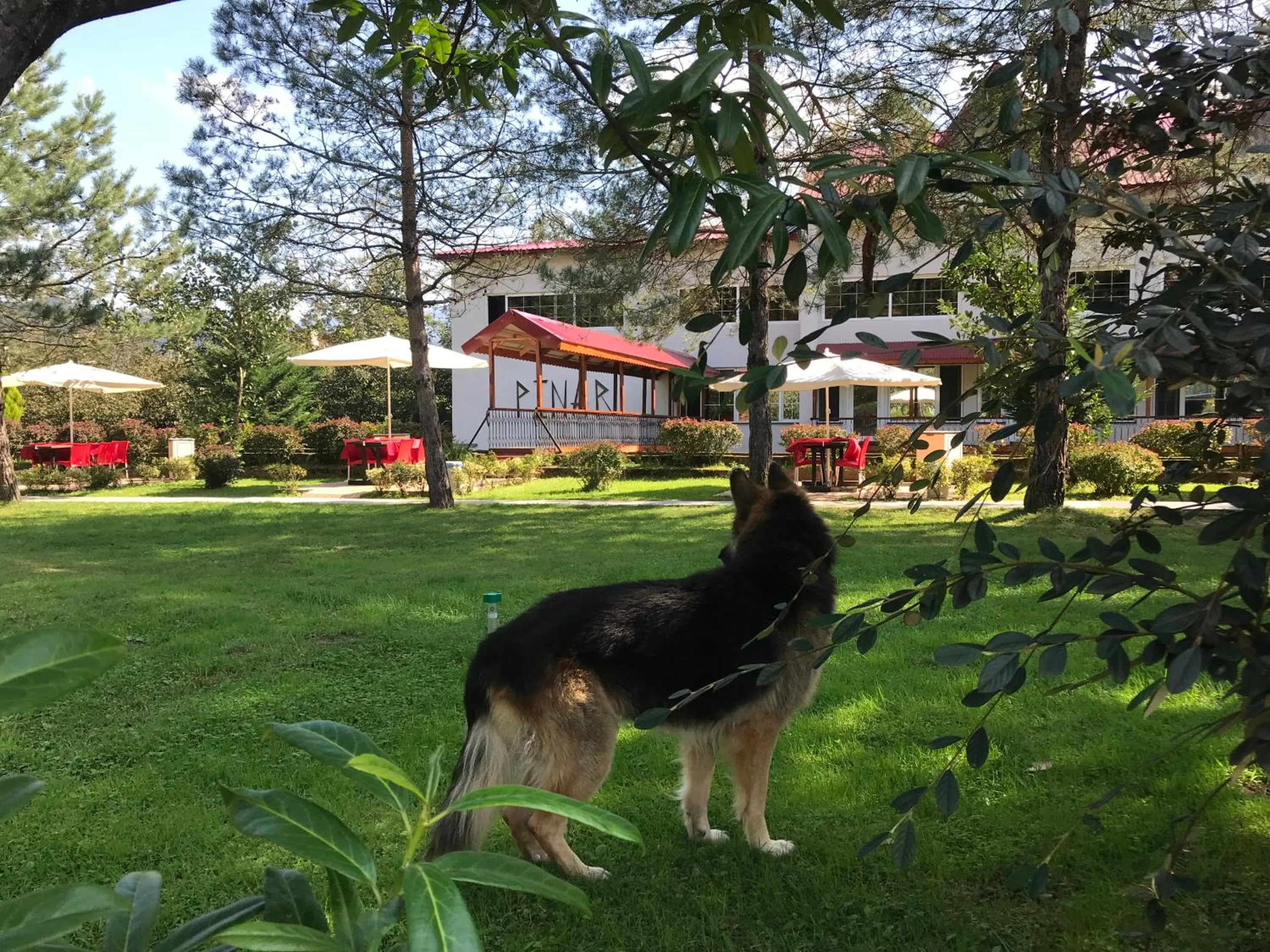 Pets in pınar kır evi