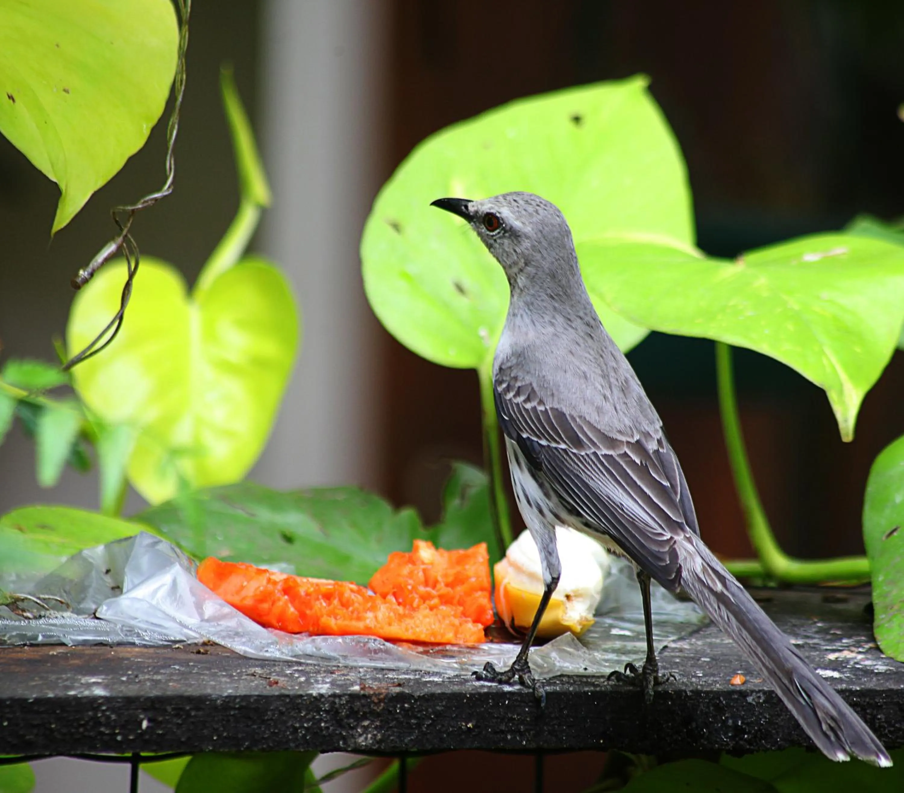 Pousada Ogum Marinho