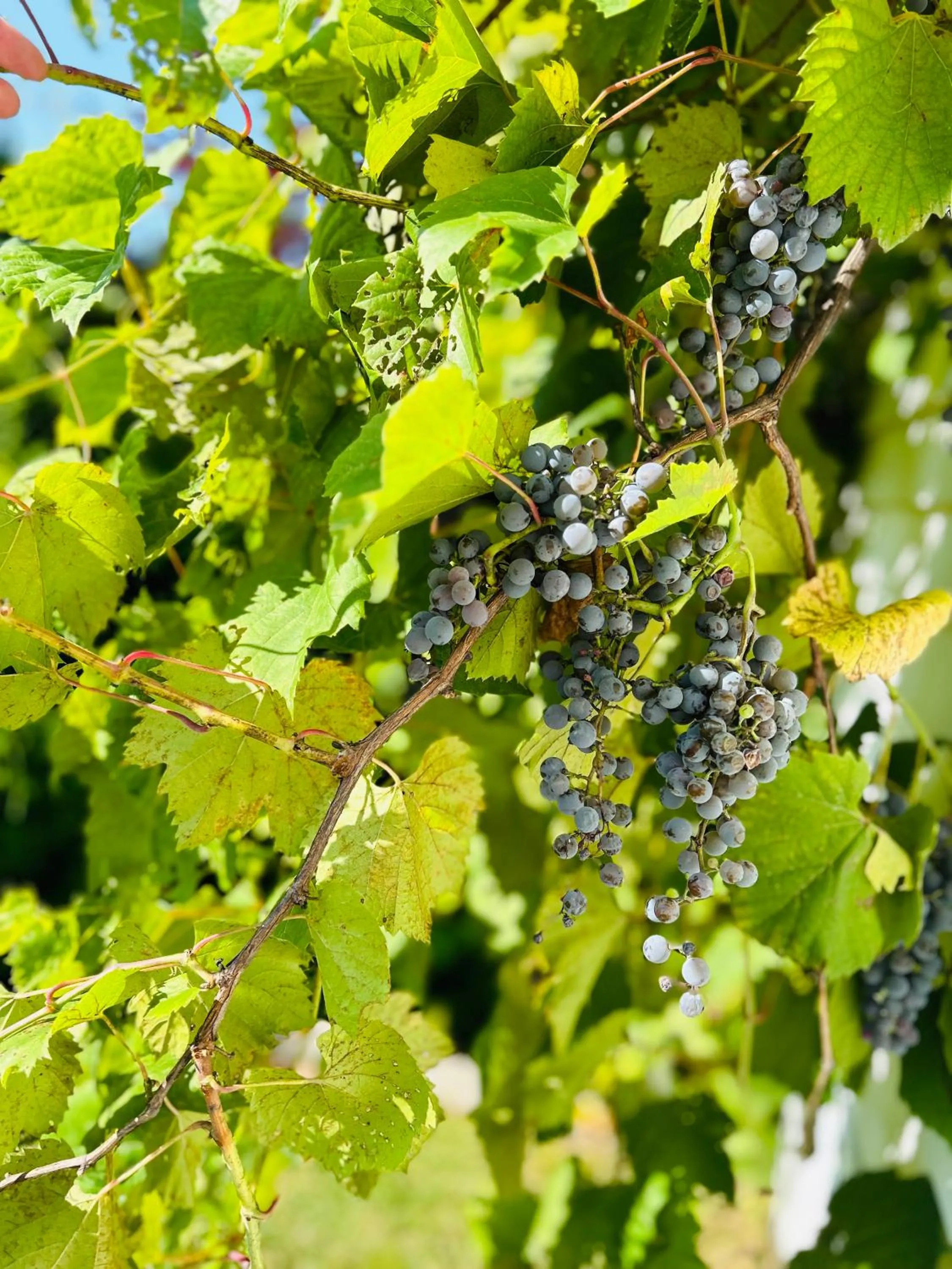 Garden in Golden Gables Inn