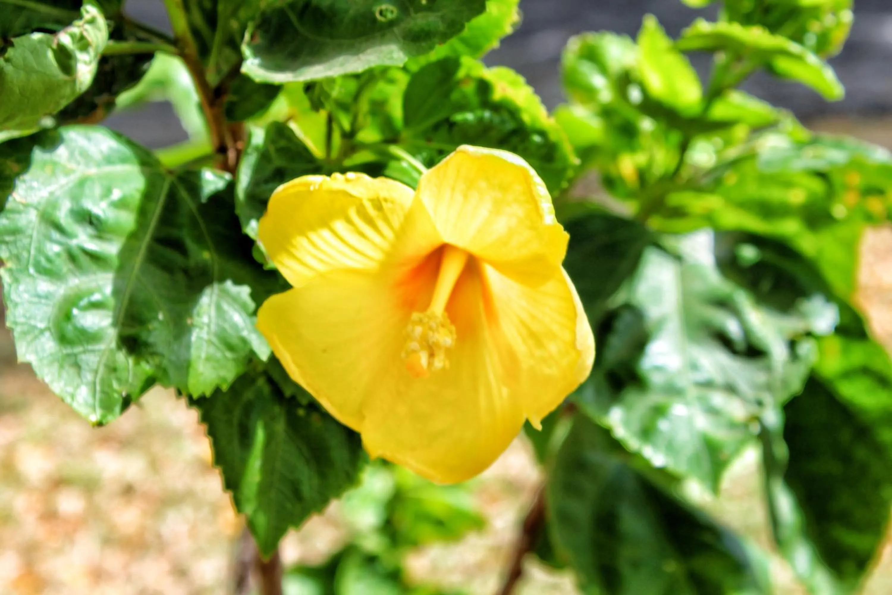 Property building in Suite San Juan 135 Gran Pacifica Resort