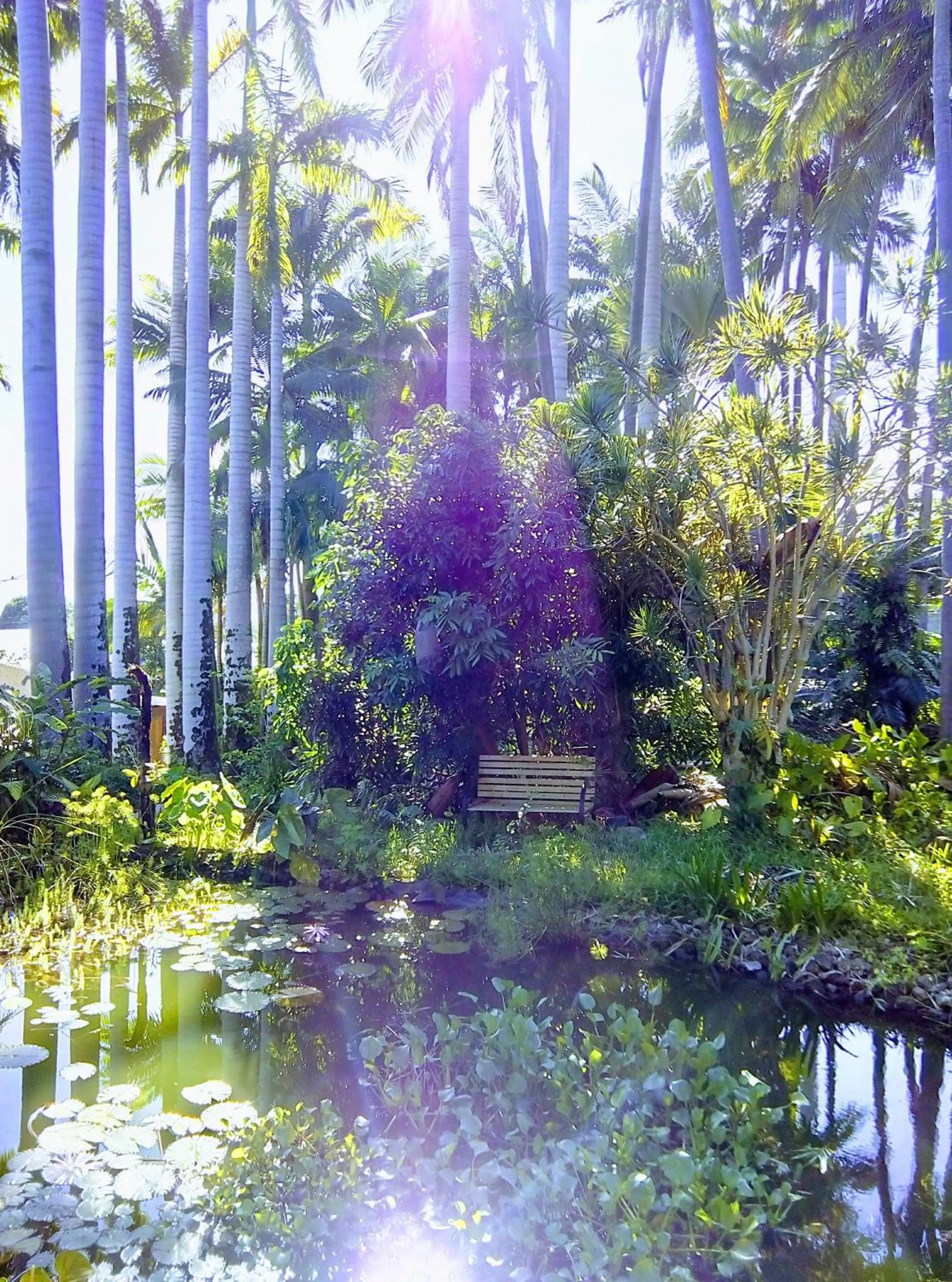 Garden view in Poivre et Citronnelle