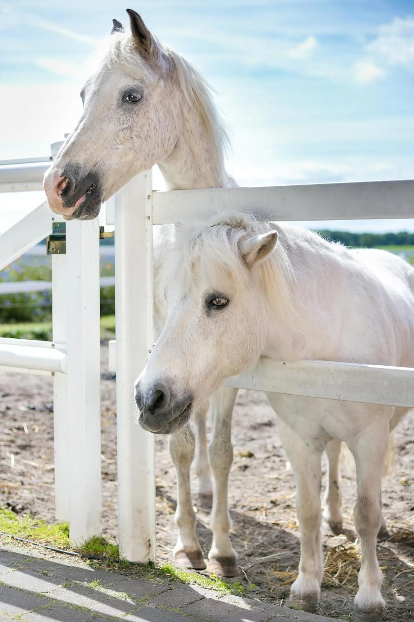 Animals in H.W.S. Hotel Der Wilde Schwan
