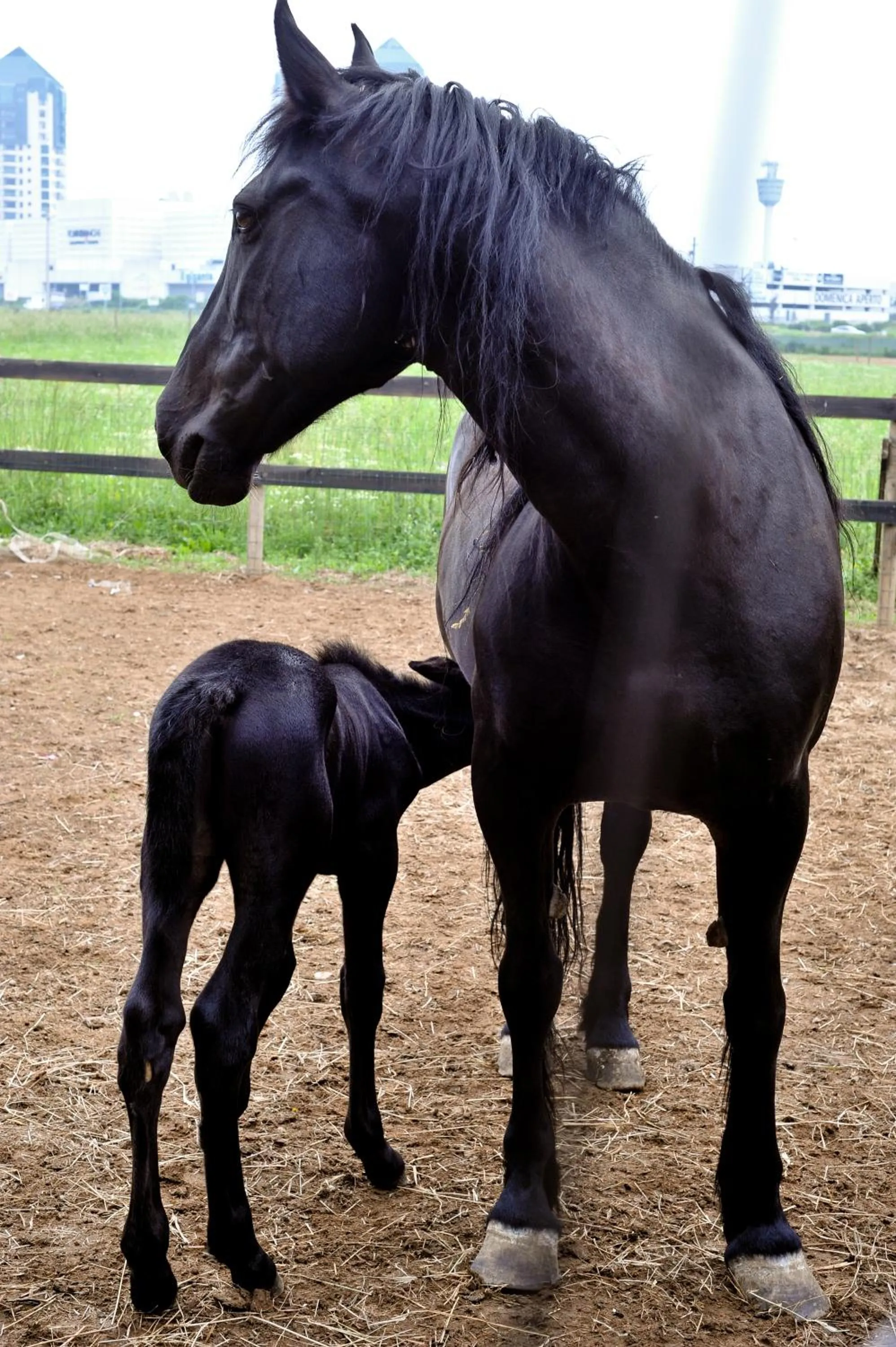Horse-riding in Agriturismo La Camilla