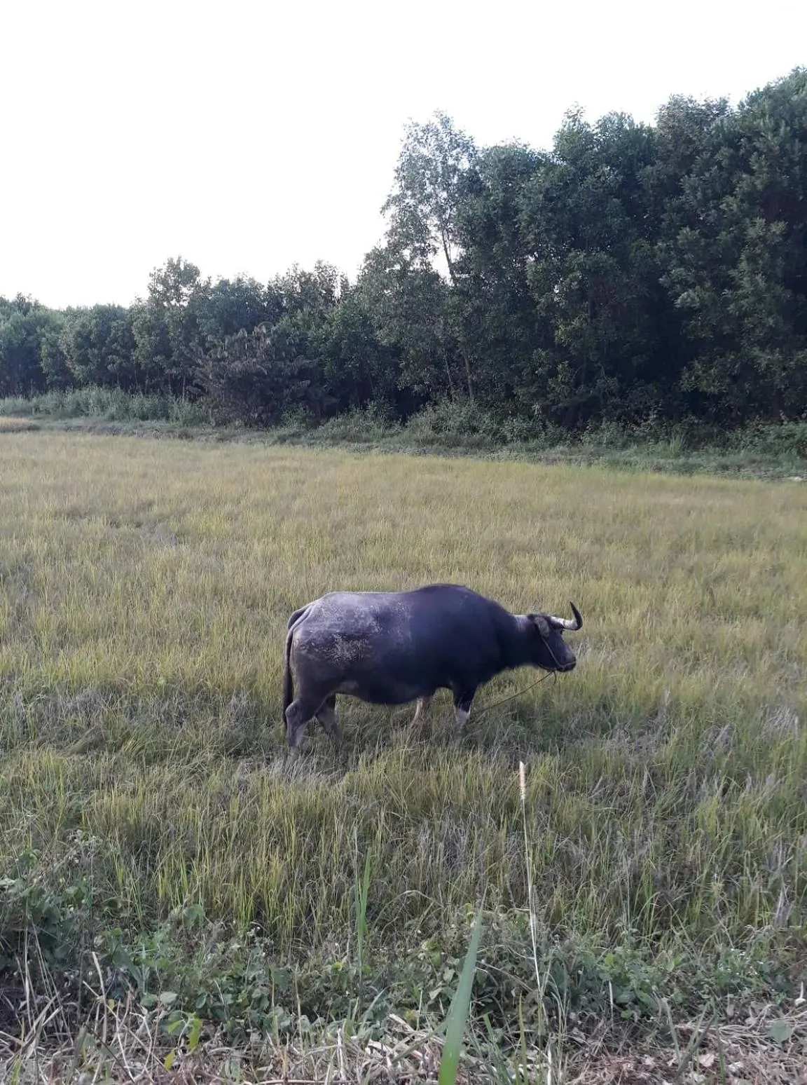 Gibbon Singing Home Stay