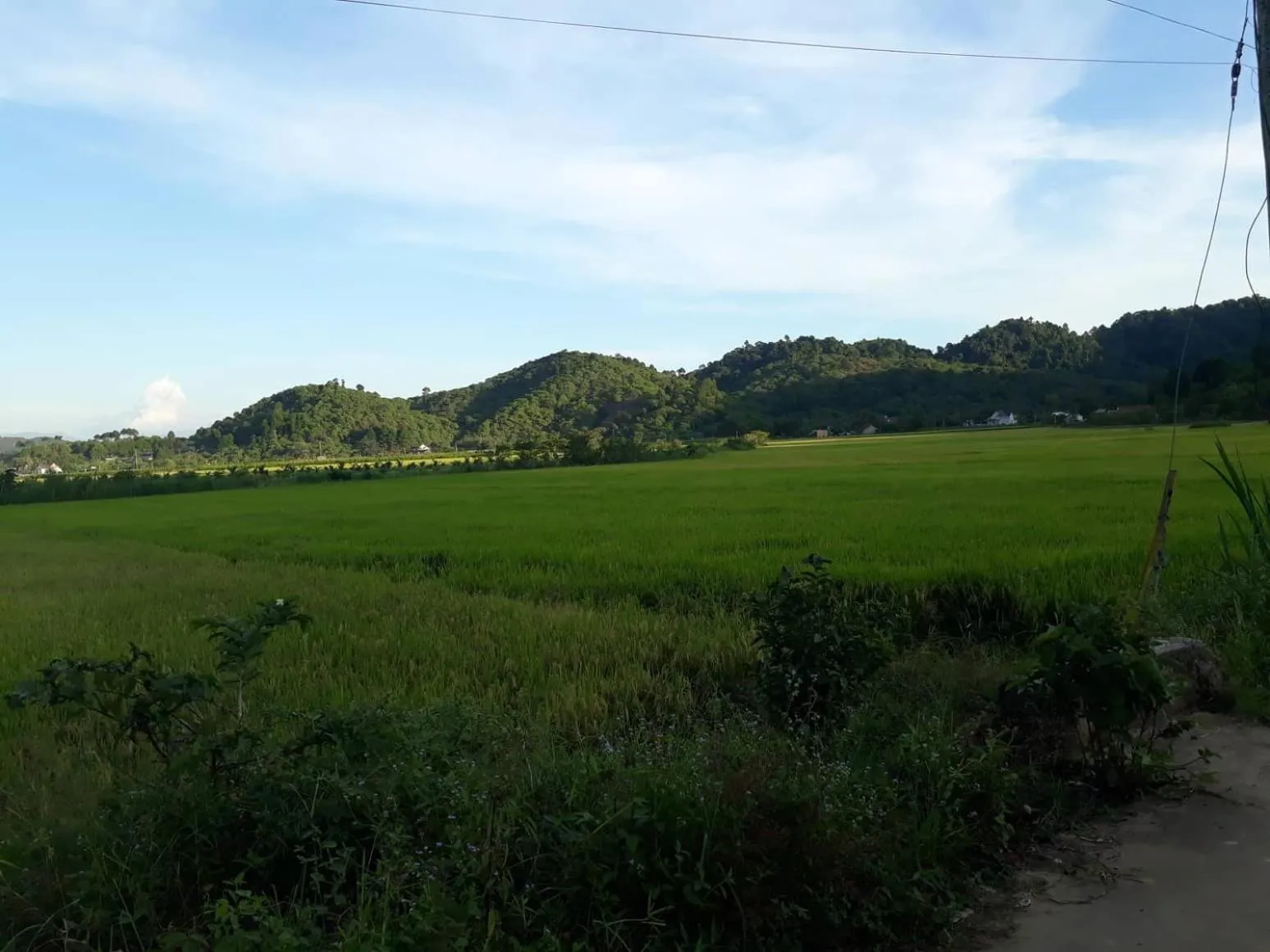 Gibbon Singing Home Stay