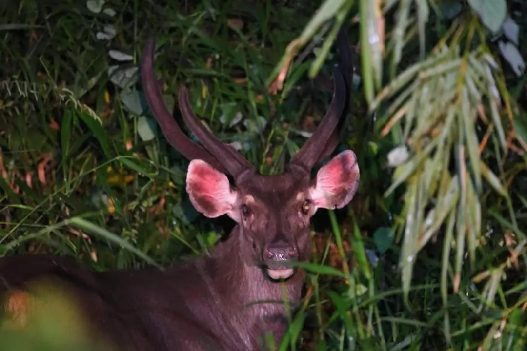Gibbon Singing Home Stay