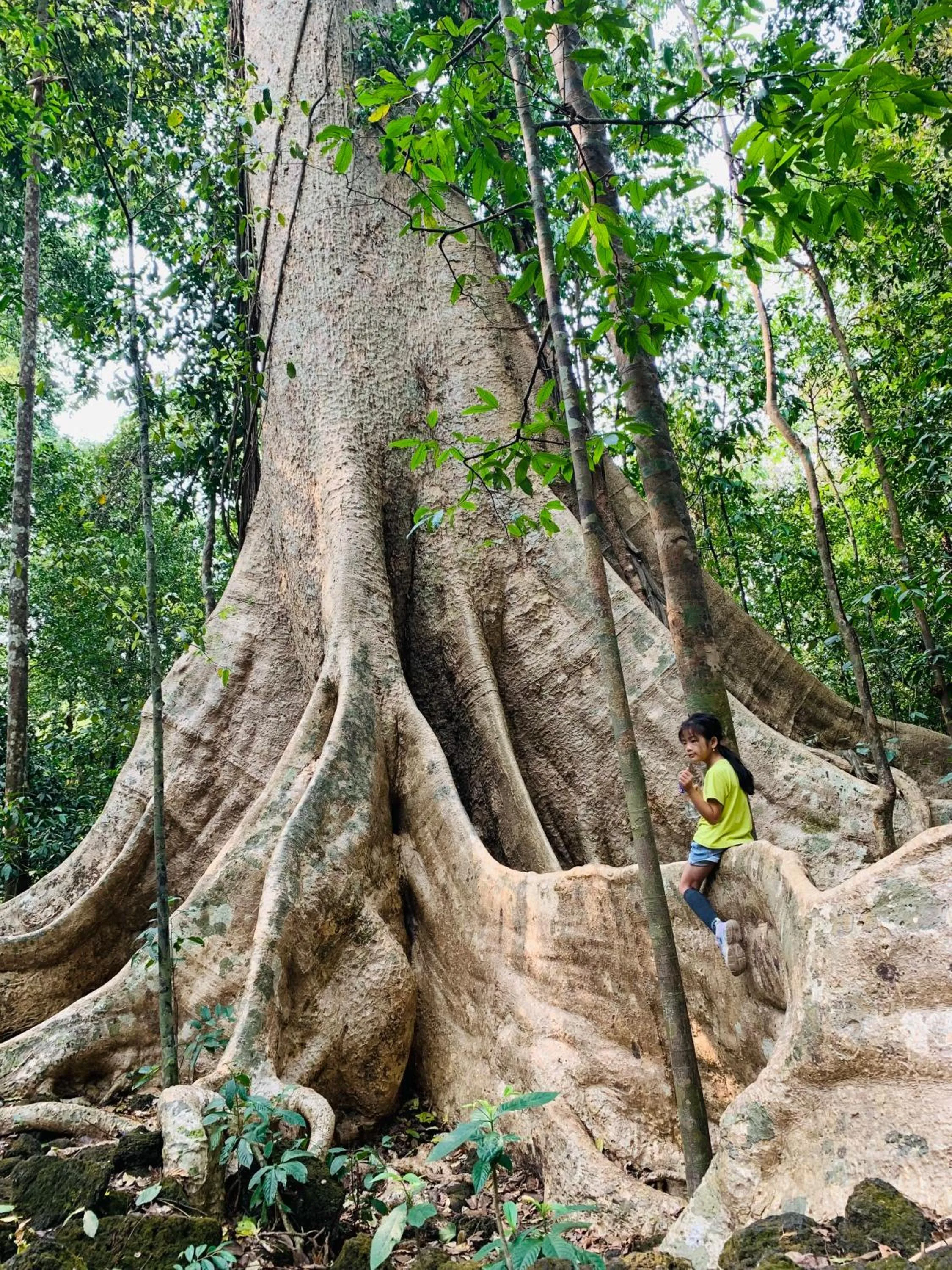 Gibbon Singing Home Stay