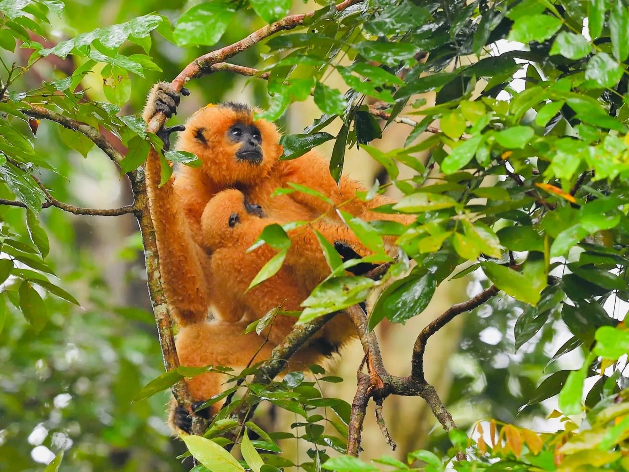 Animals in Gibbon Singing Home Stay
