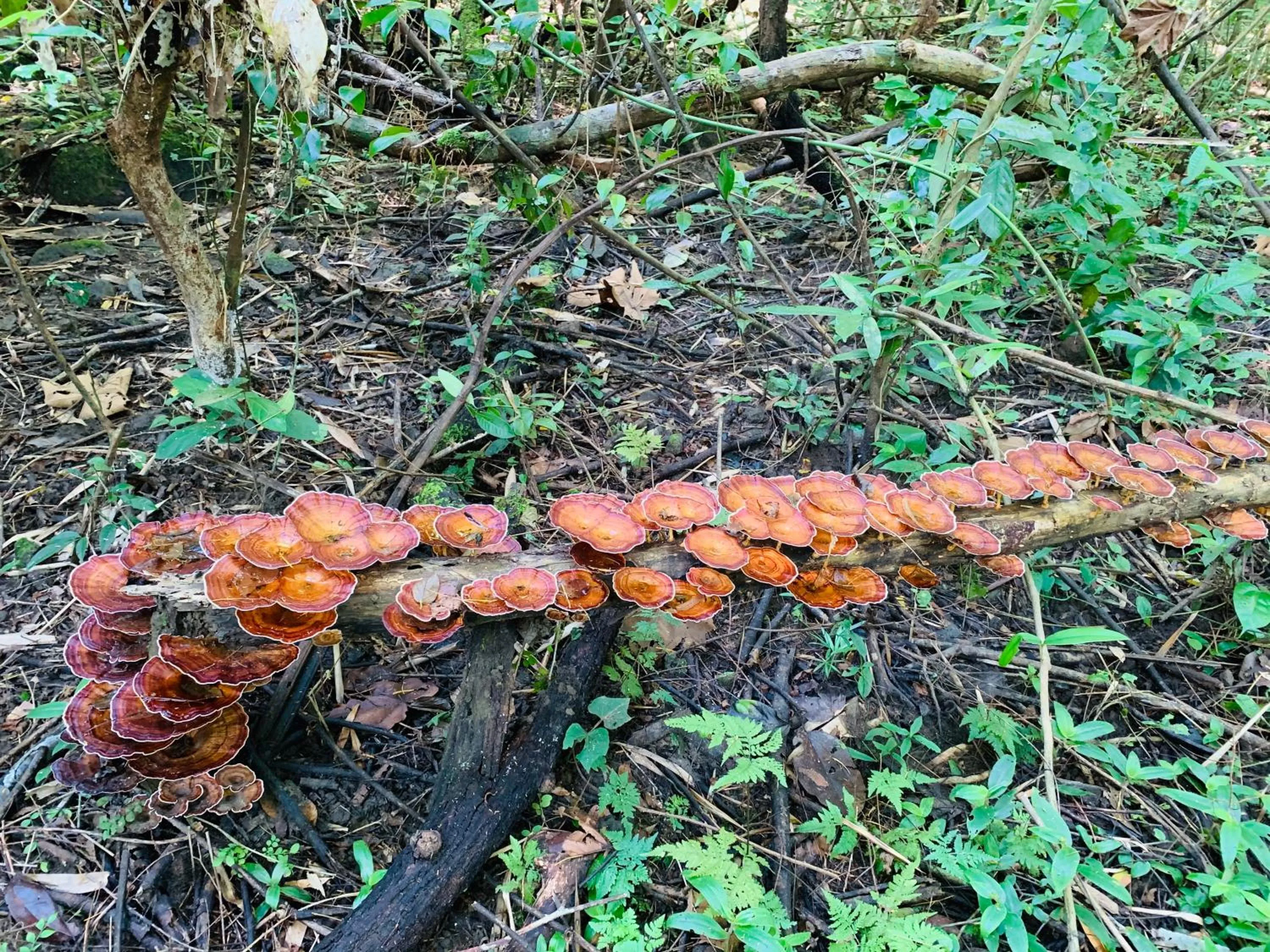 Gibbon Singing Home Stay