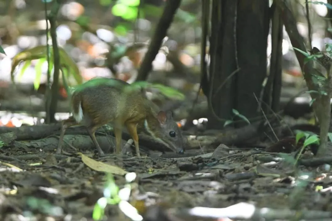 Gibbon Singing Home Stay