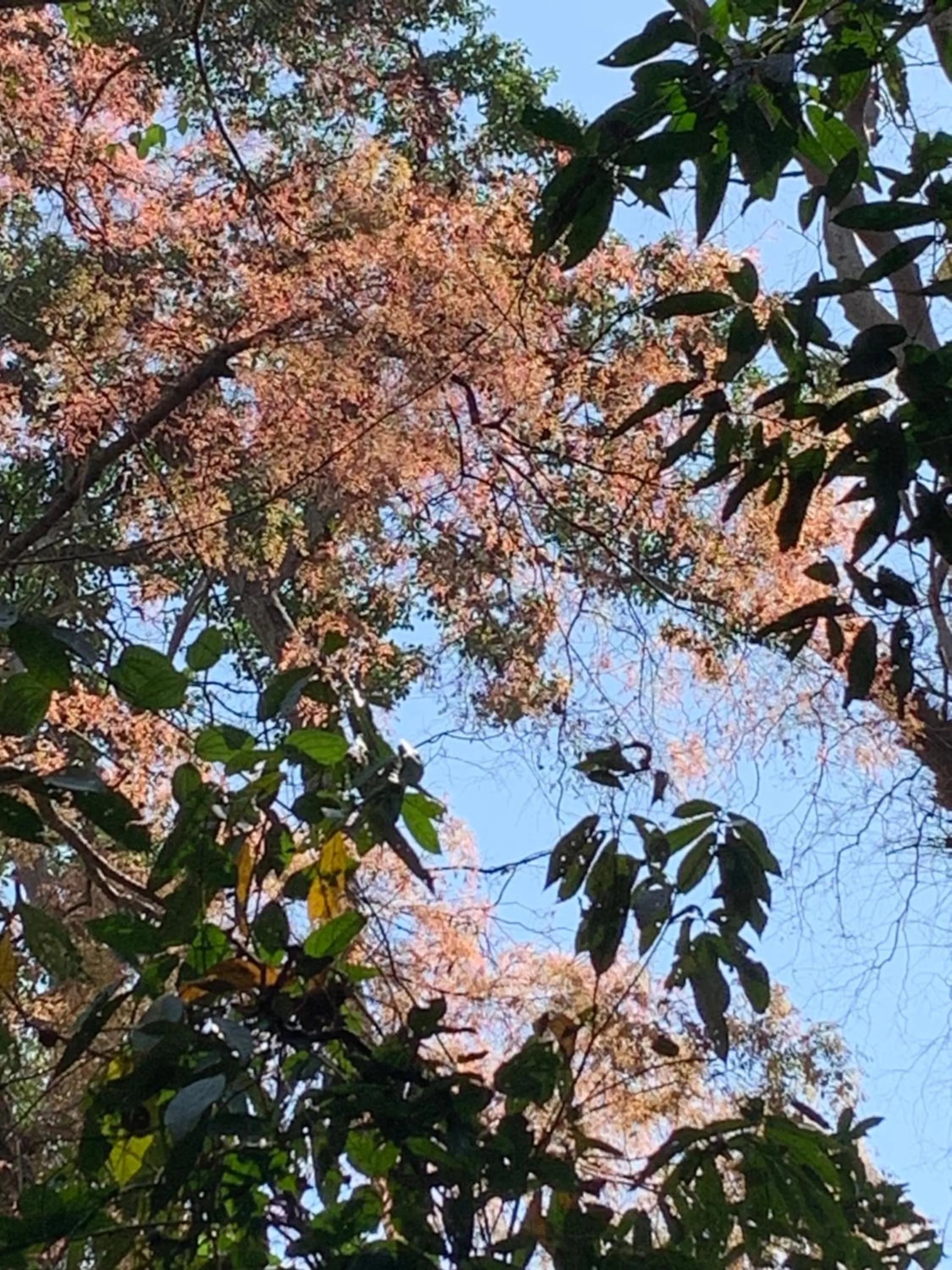 Gibbon Singing Home Stay