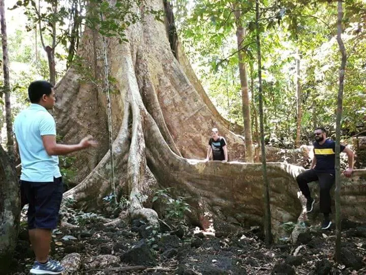 Gibbon Singing Home Stay