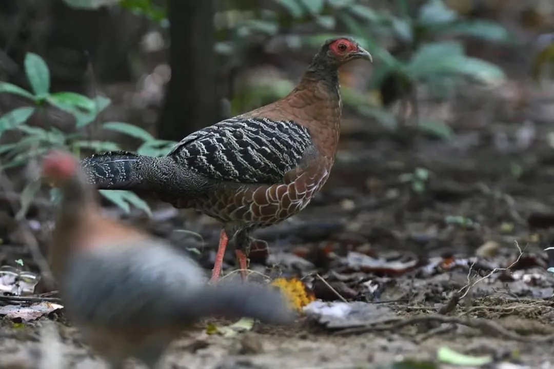Gibbon Singing Home Stay