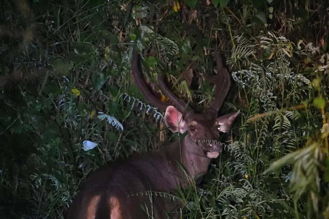 Gibbon Singing Home Stay